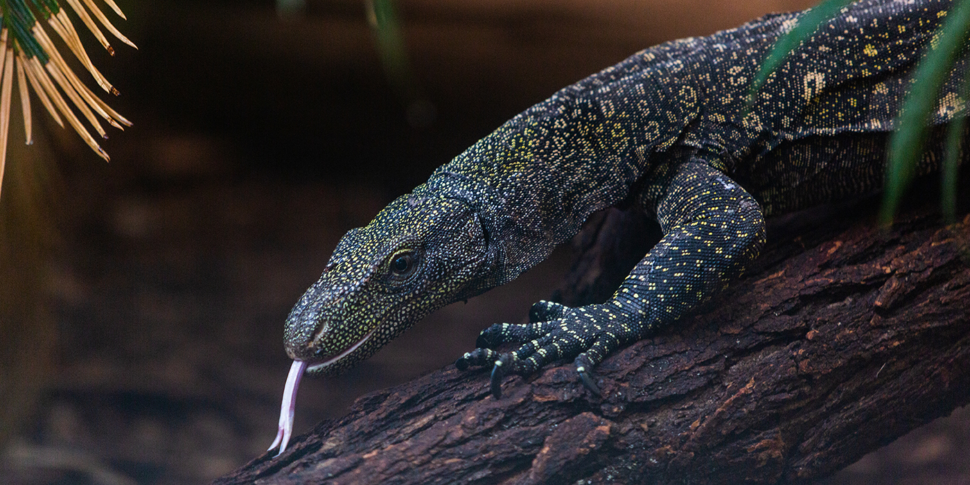 A large reptile, called a crocodile monitor, climbs over a log. It has long, curved claws, a lean body, scaly, spotted skin, and its forked tongue is sticking out.