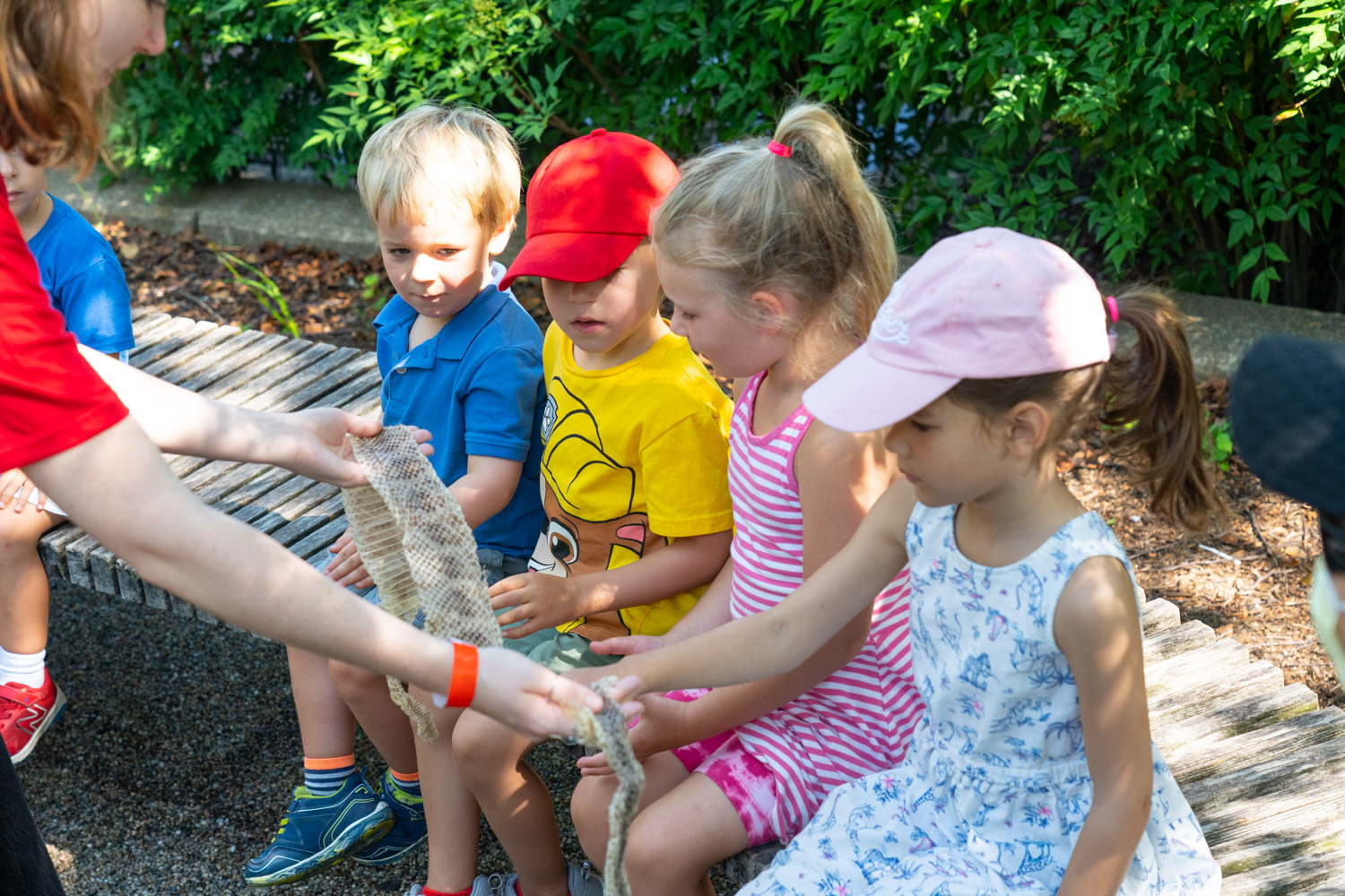 Four kids seated on a bench touch a snake skin held by a Zoo educator