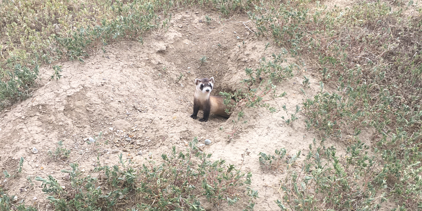 A ferret pokes half its body out of a burrow, with grass and sandy soil surrounding the hole. A ferret pokes half its body out of a burrow, with grass and sandy soil surrounding the hole.