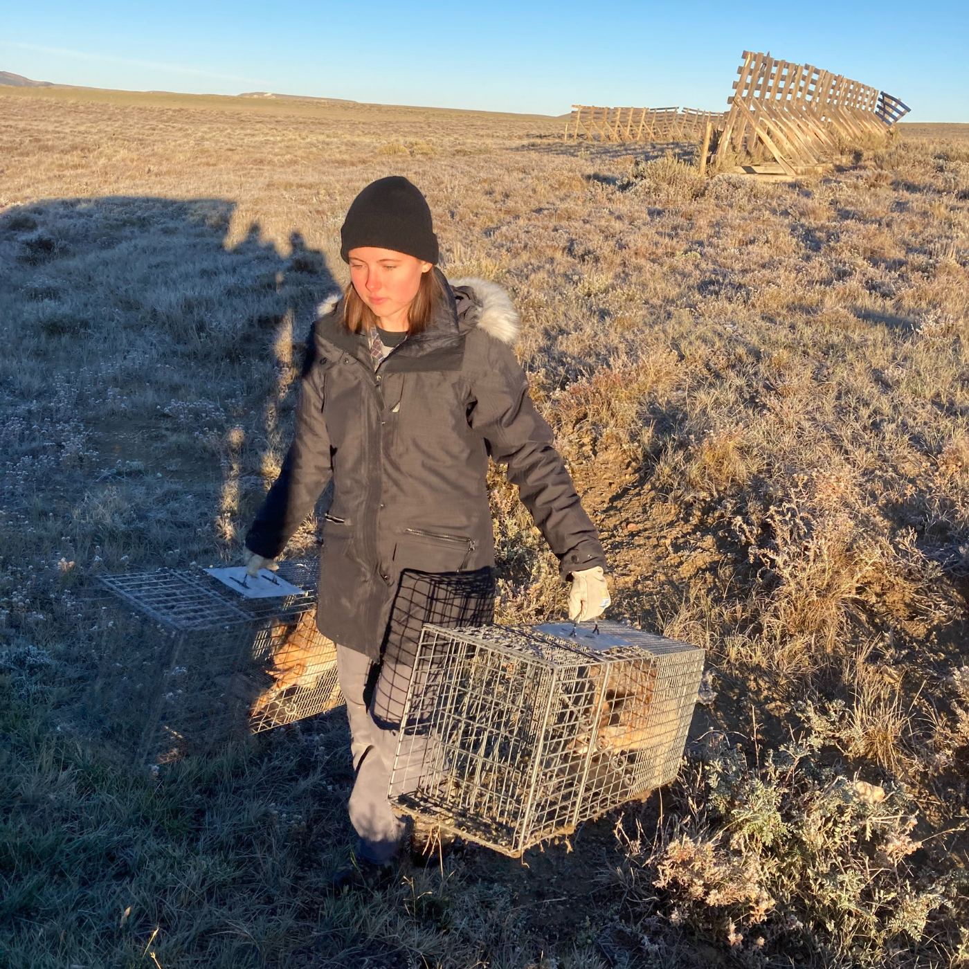 Kimberly carries two swift foxes trapped in Shirley Basin, Wyoming. They would later be reintroduced at Fort Belknap in Montana. Kimberly carries two swift foxes trapped in Shirley Basin, Wyoming. They would later be reintroduced at Fort Belknap in Montana.