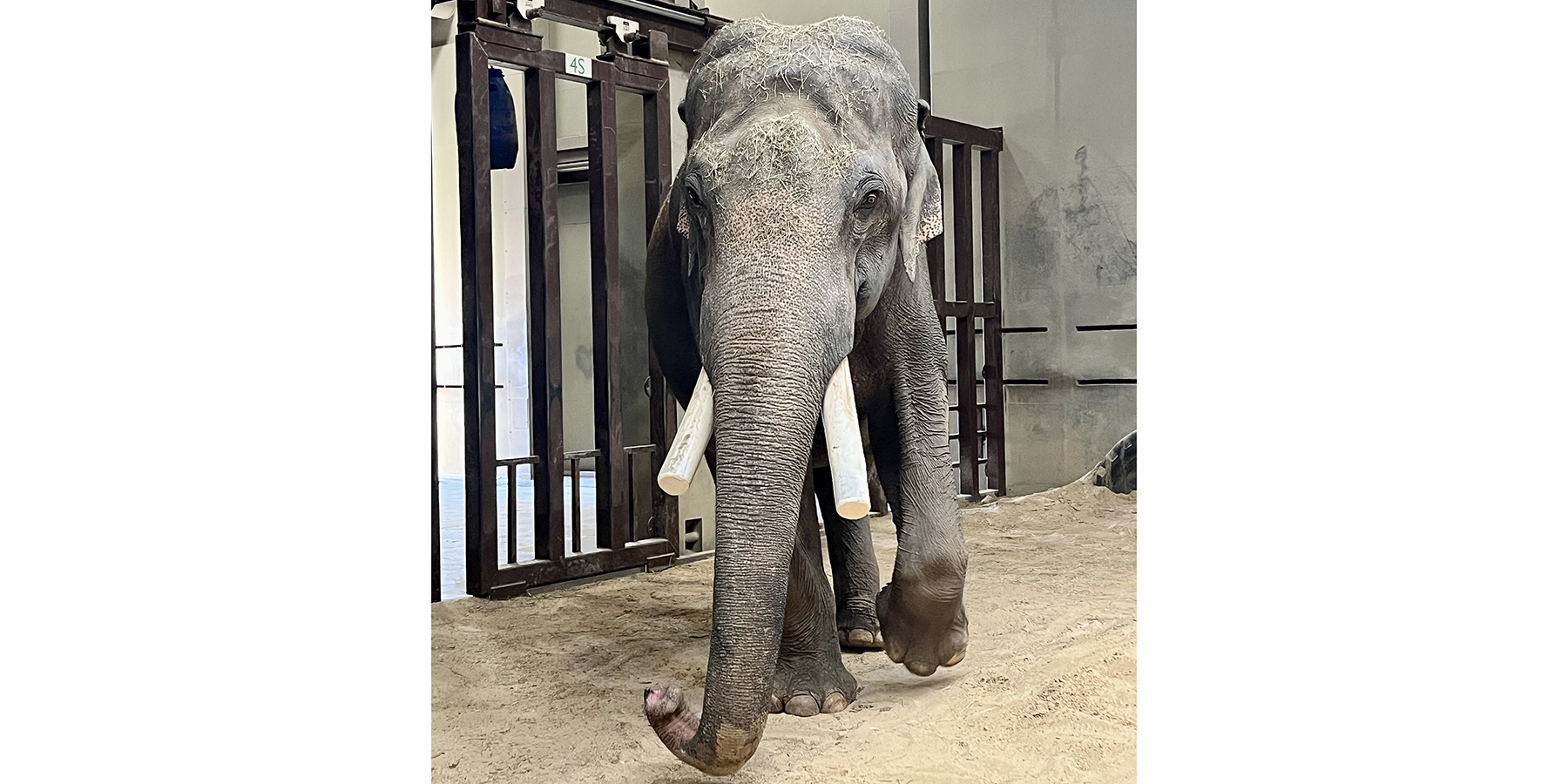 Asian elephant Spike Asian elephant Spike walking toward the viewer.
