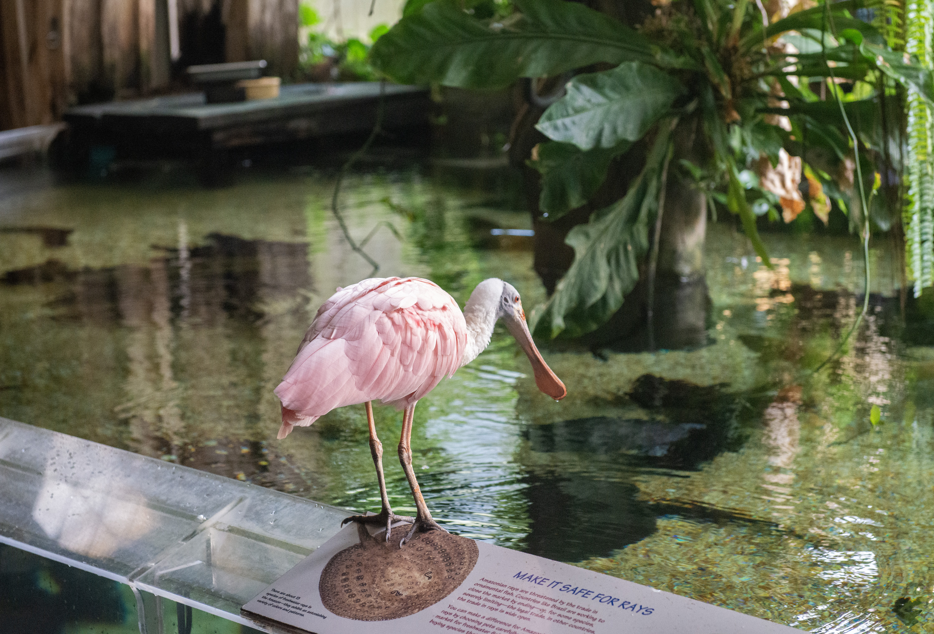A roseate spoonbill peers into the water in the Amazonia exhibit.