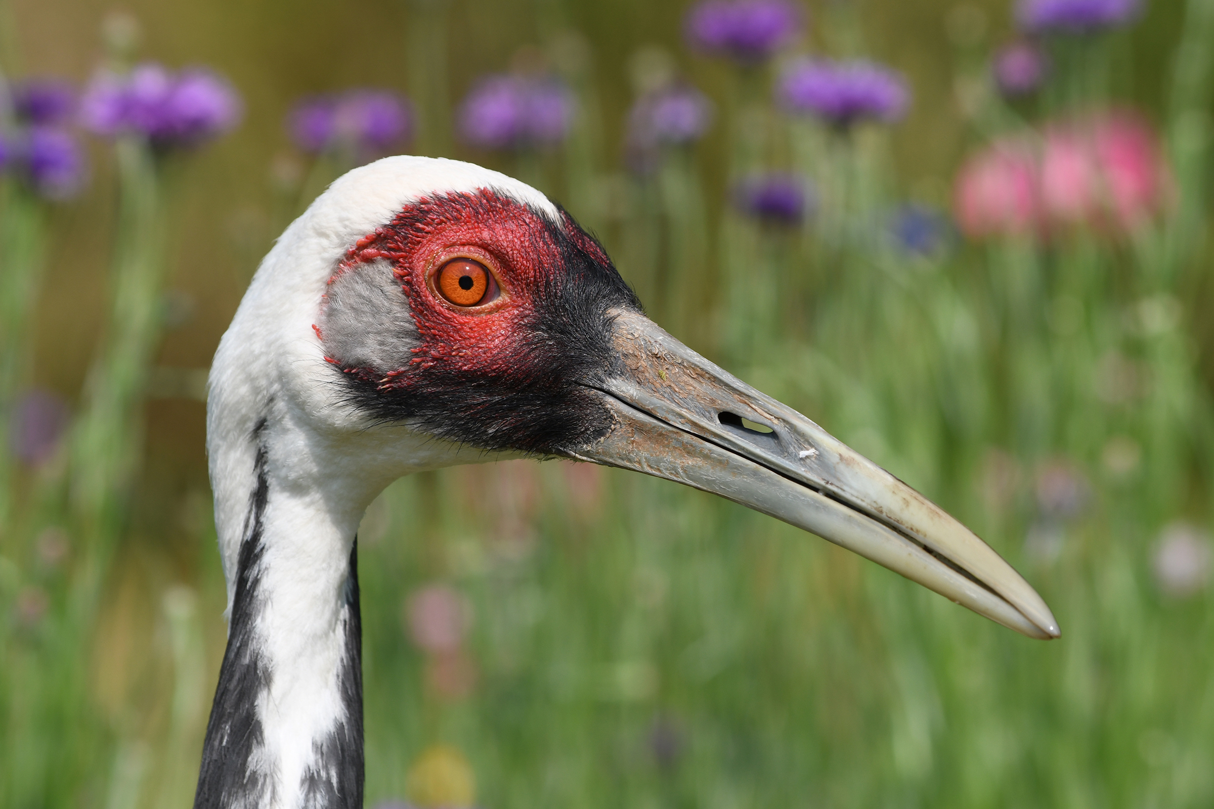 Walnut, a white-naped-crane, strolls through a field of flowers at the NZCBI Front Royal Campus. Walnut, a white-naped-crane, strolls through a field of flowers at the NZCBI Front Royal Campus.