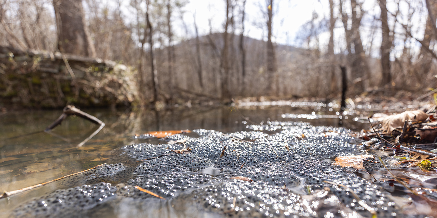 A vernal pool, a shallow watery depression surrounded by trees. Thousands of shiny amphibian eggs float at the water's surface.