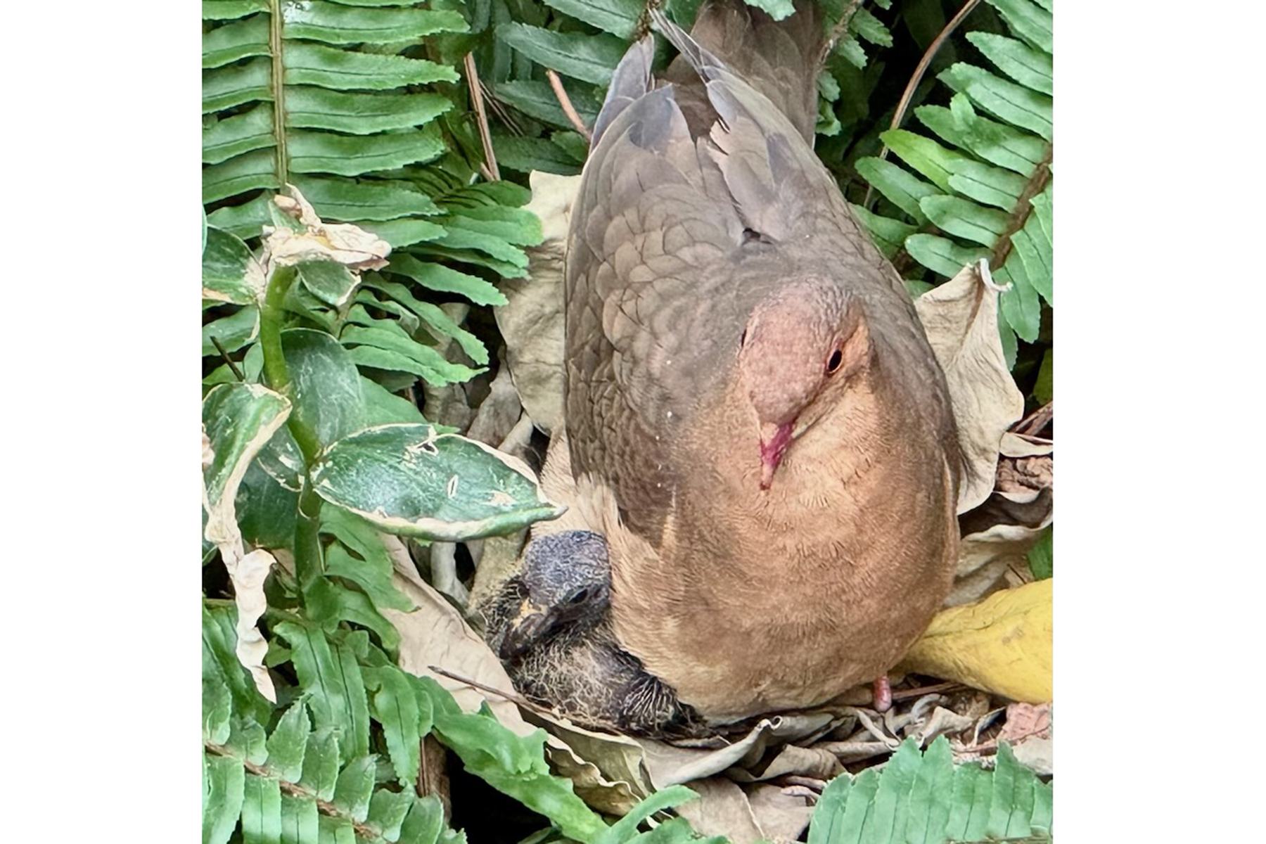 A ruddy quail dove parent and its squab in a nest at the Bird House's Bird Friendly Coffee Farm aviary.