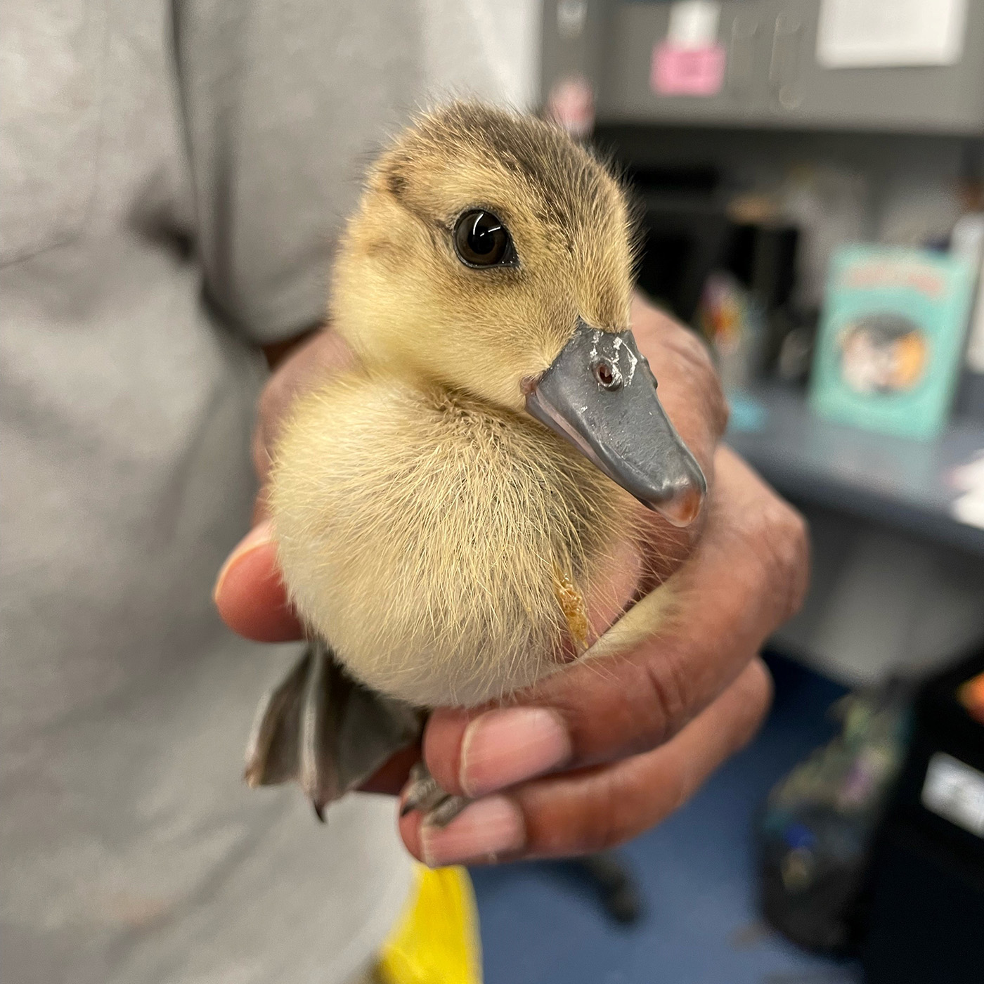 One of the ducklings hand-raised by keepers at the Bird House last year.