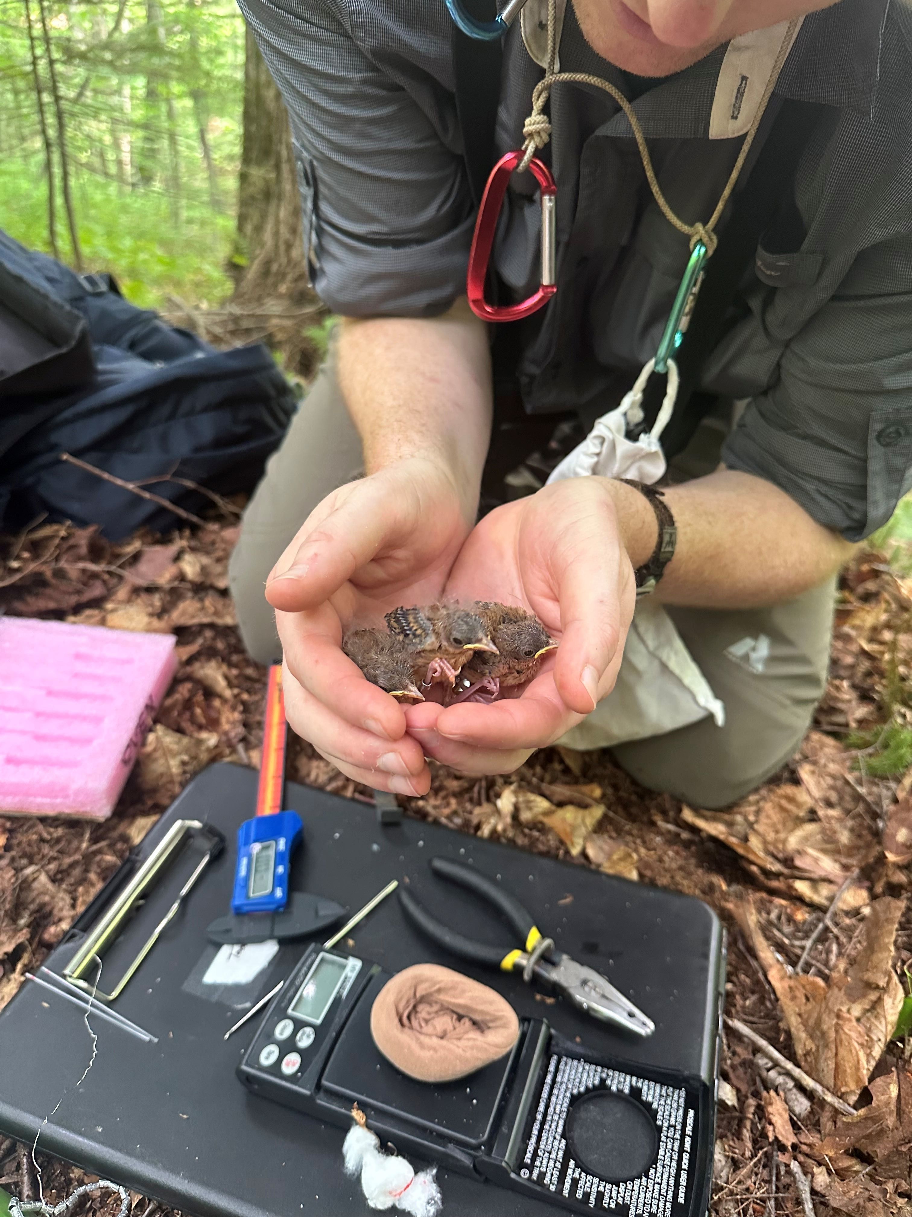 Photo of a person holding a few juvenile birds in their cupped hands. Tools used to place small bands on birds' legs can be seen in the photo. 