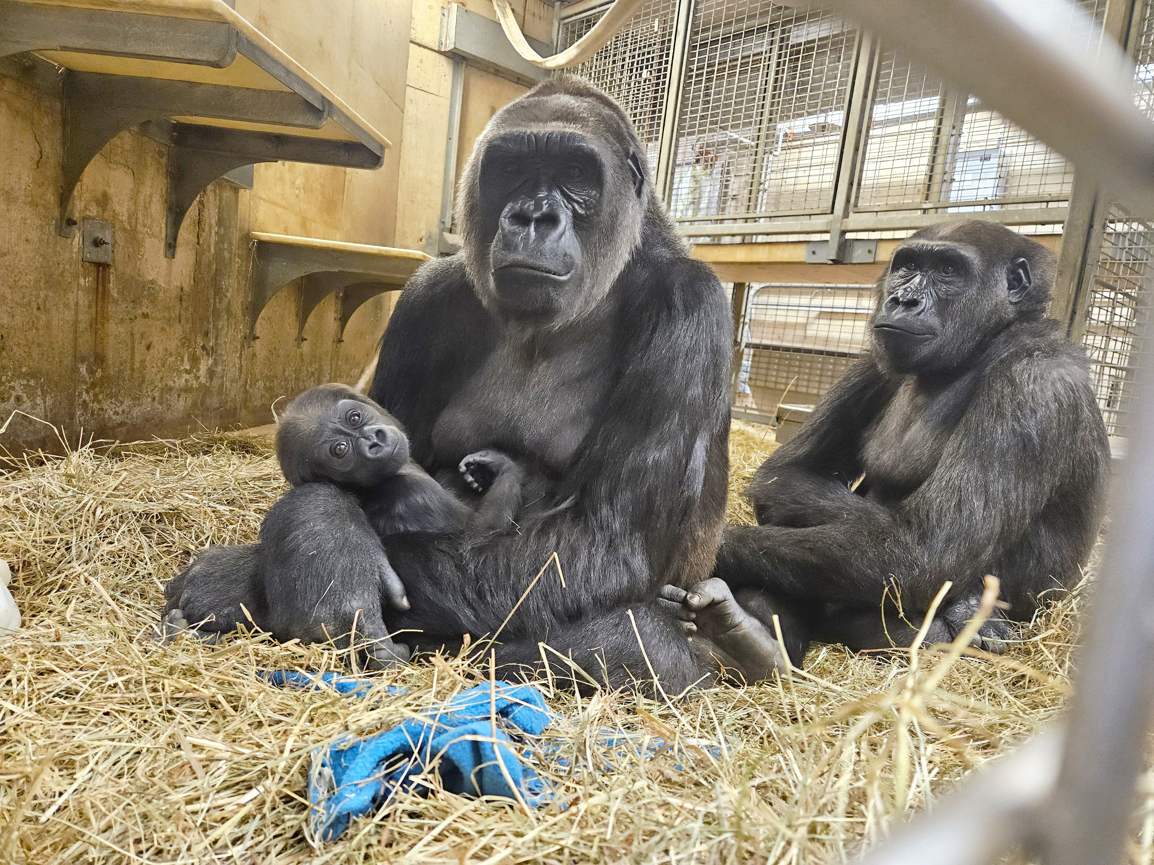 Western lowland gorillas Calaya, Zahra and Moke.