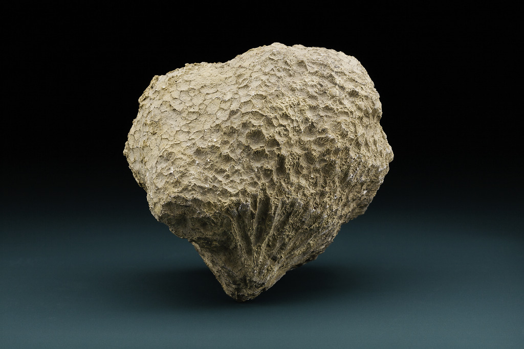 Photo of a coral fossil against a gray and black backdrop. The fossil is an off-white color and appears brittle.