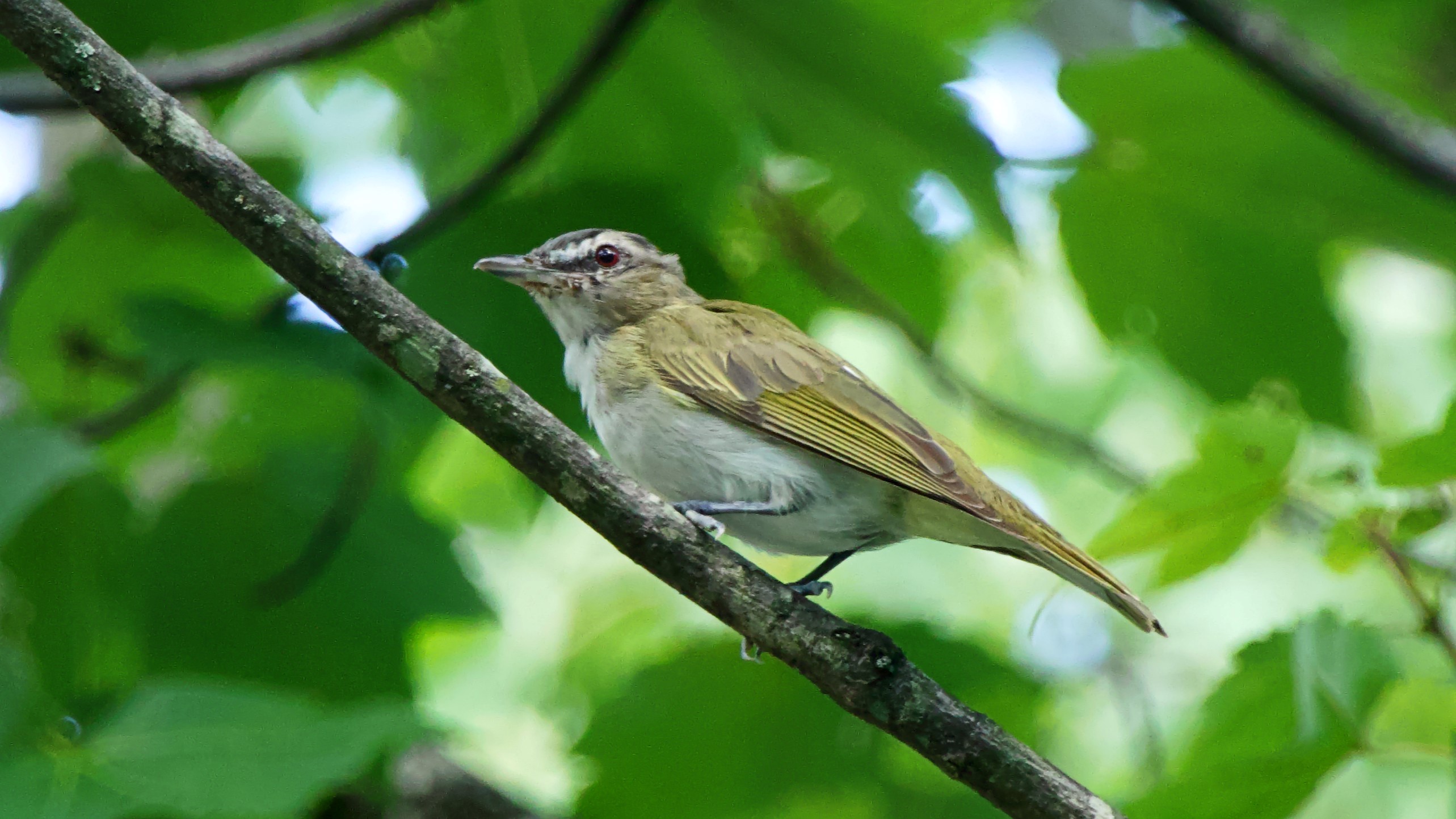 Red-eyed Vireo a Red-eyed Vireo perching on a tree branch