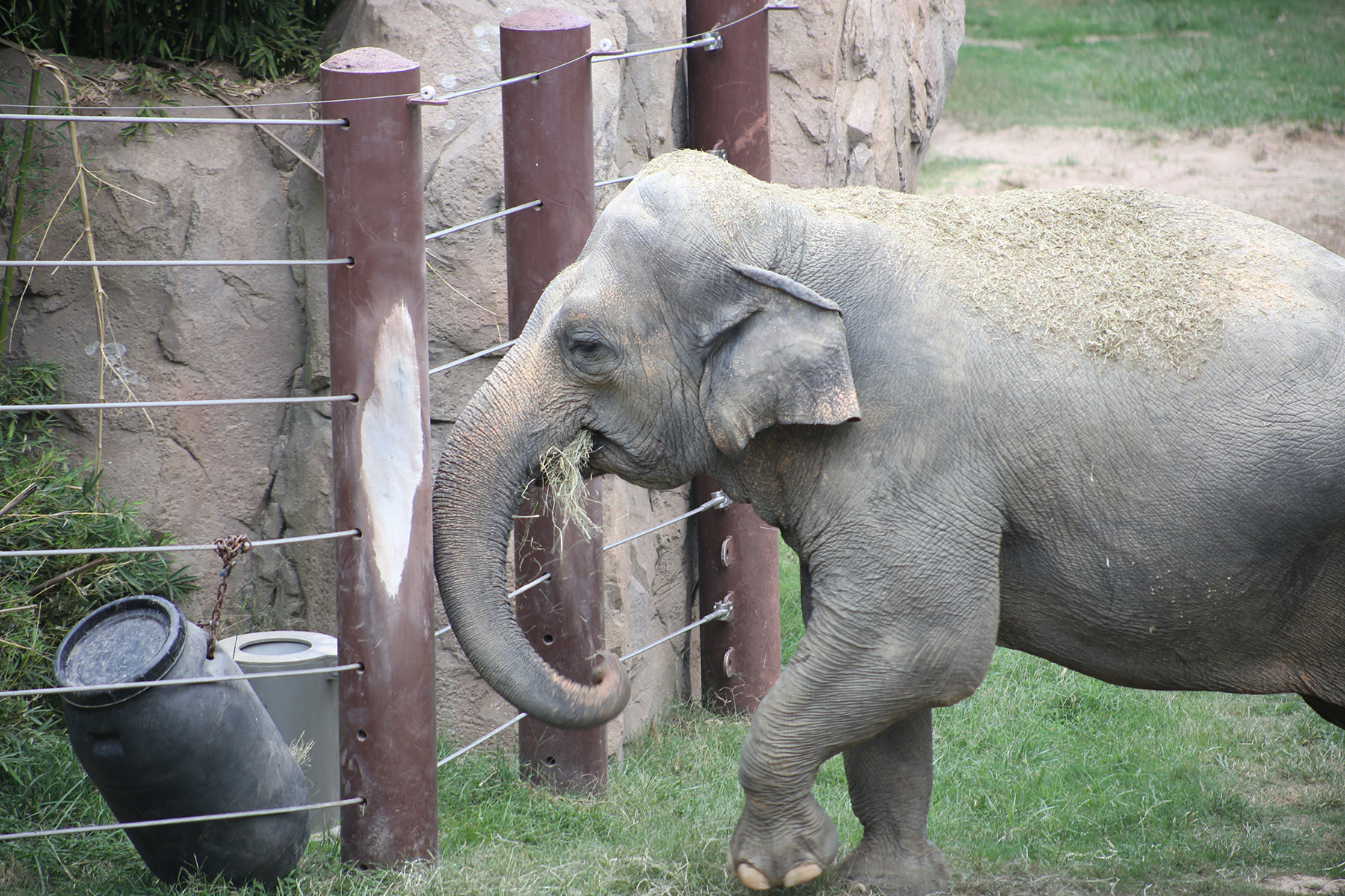 Asian elephant Bozie forages for hay from a specialized feeder. Asian elephant Bozie forages for hay from a specialized feeder.