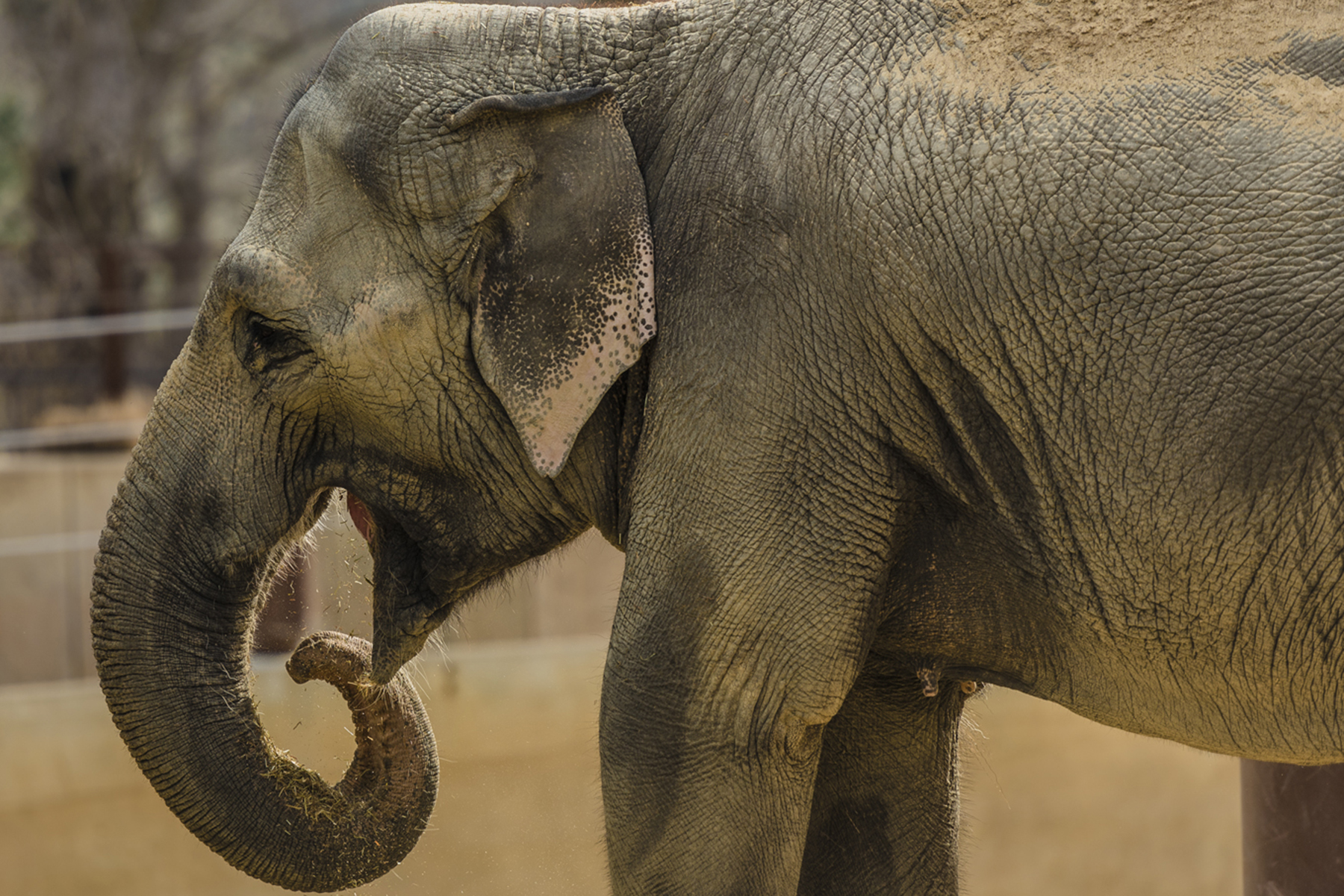 Asian elephant Swarna curls her trunk toward her mouth. Asian elephant Swarna curls her trunk toward her mouth.