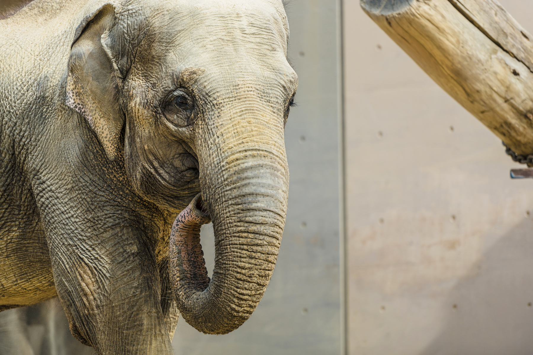 Asian elephant Maharani Asian elephant Maharani