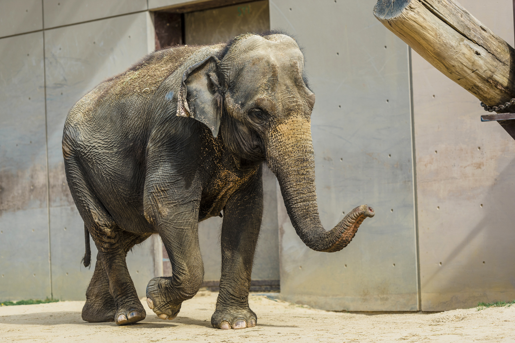 Asian elephant Kamala walks in front of the Elephant Barn Asian elephant Kamala walks in front of the Elephant Barn