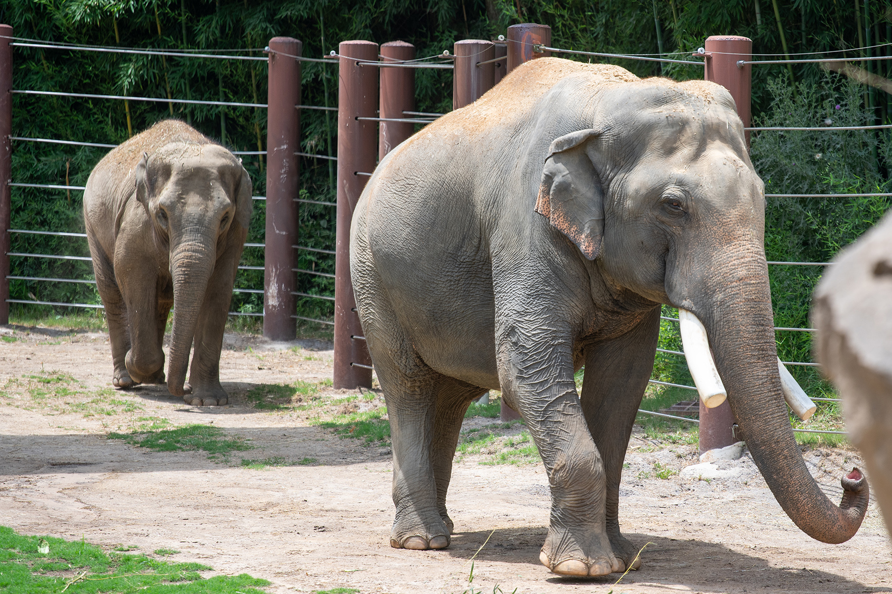Asian elephants Spike (foreground) and Trong Nhi explore their outdoor habitat. Asian elephants Spike (foreground) and Trong Nhi explore their outdoor habitat.