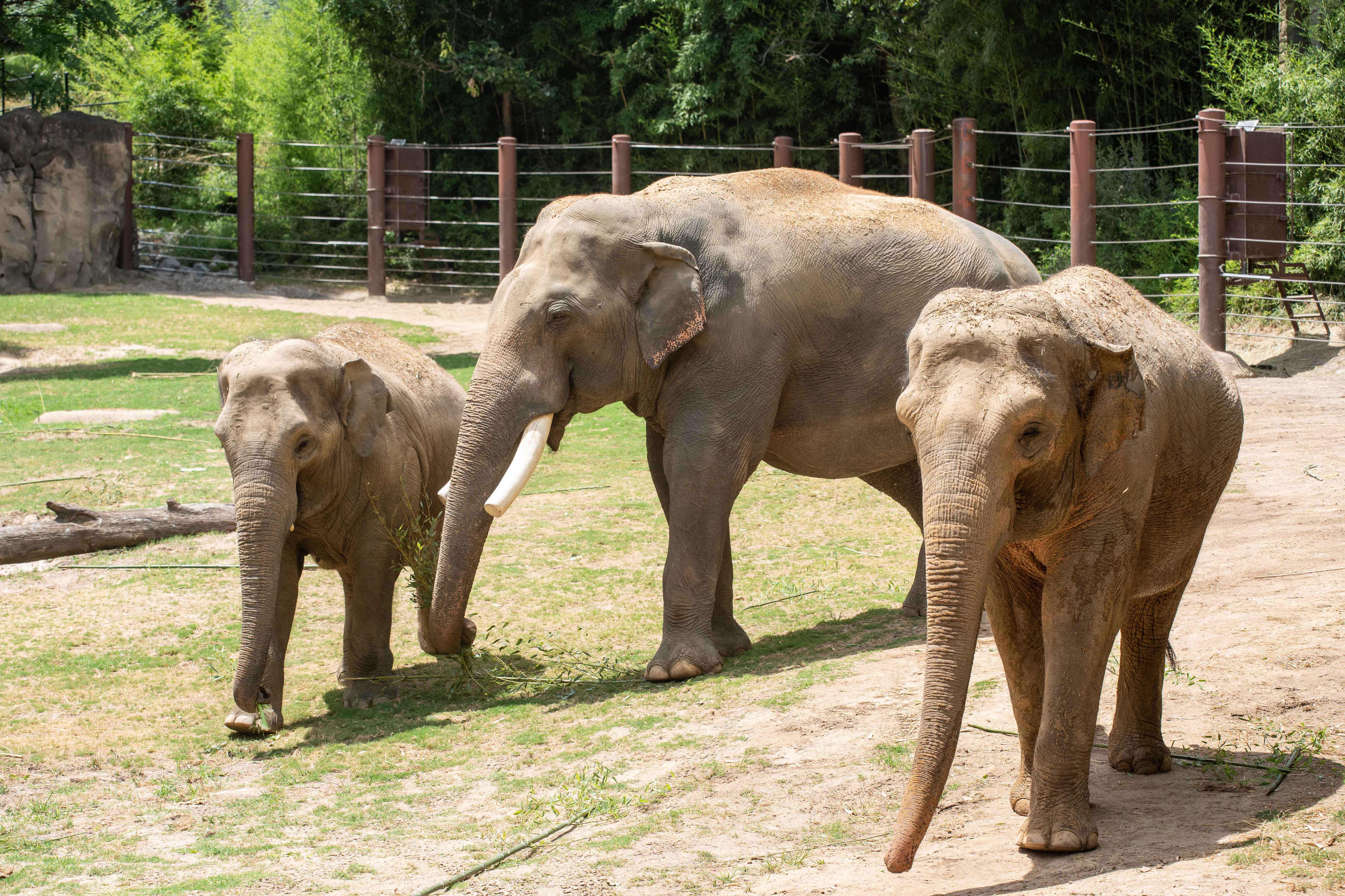 Asian elephants Nhi Linh (left), Spike (middle) and Trong Nhi (right) explore their outdoor habitat. Asian elephants Nhi Linh (left), Spike (middle) and Trong Nhi (right) explore their outdoor habitat.