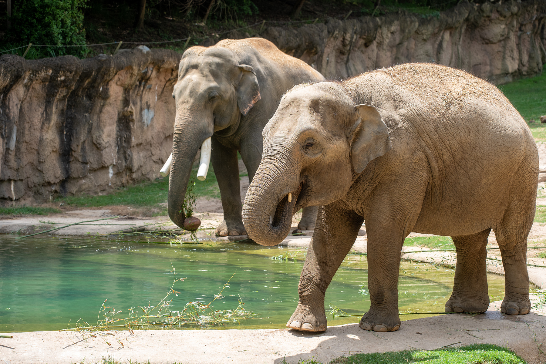 Asian elephants Nhi Linh and Spike walk along the edge of the Elephant Trails outdoor pool. Asian elephants Nhi Linh and Spike walk along the edge of the Elephant Trails outdoor pool.