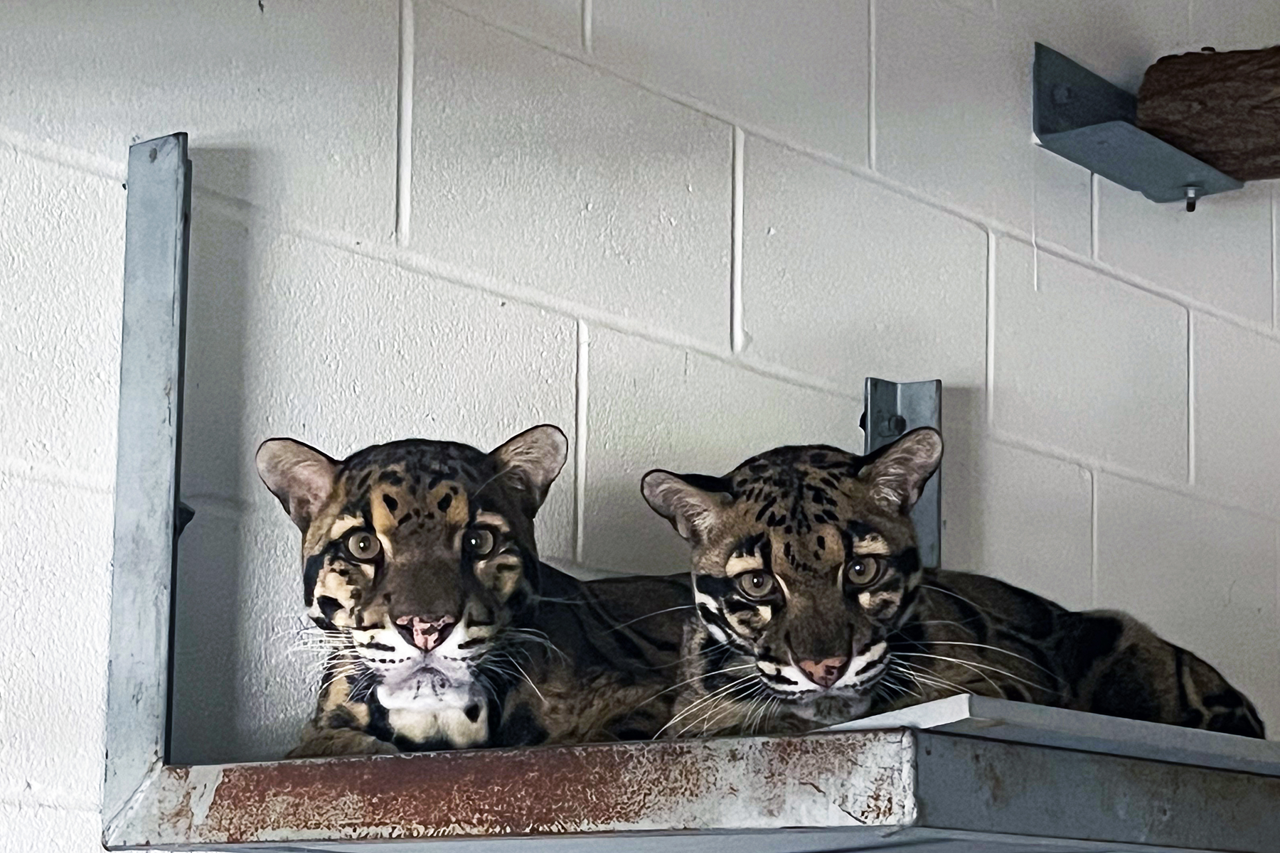 Clouded leopards Masala (left) and Tikka snuggle together in their indoor habitat at the Smithsonian Conservation Biology Institute. Clouded leopards Masala (left) and Tikka snuggle together in their indoor habitat at the Smithsonian Conservation Biology Institute.