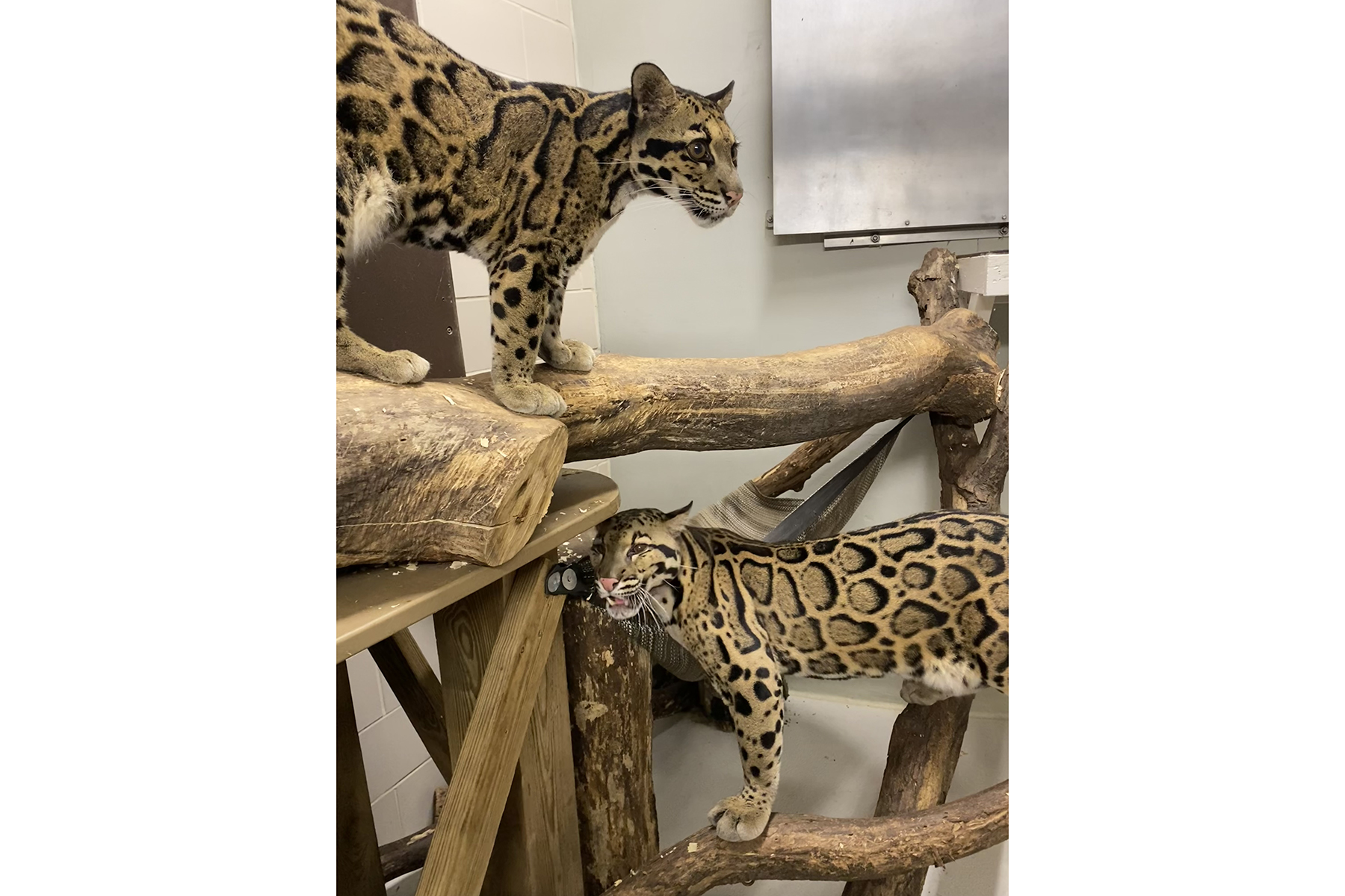 Clouded leopard Jilian and Paitoon play on the climbing structure in their indoor enclosure. Clouded leopard Jilian and Paitoon play on the climbing structure in their indoor enclosure.