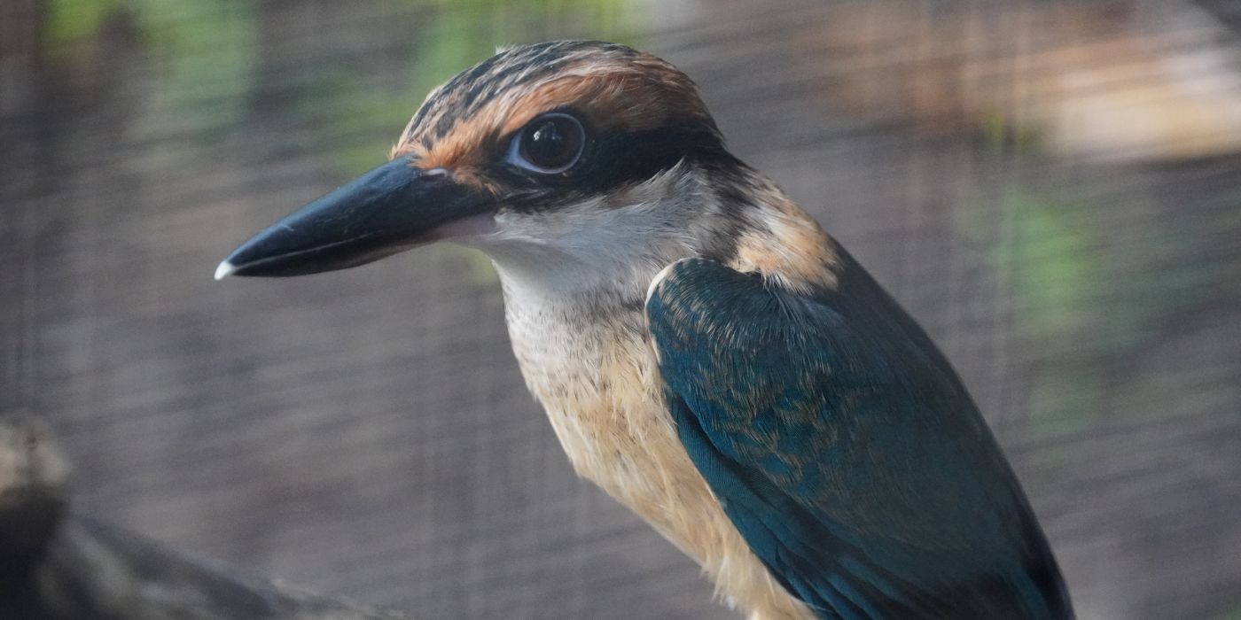 Photo of a sihek - a species of blue, white and orange kingfisher.