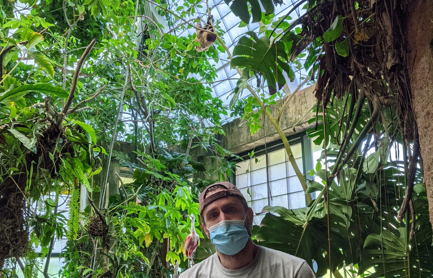 A male keeper poses near a sloth high in the trees of an indoor exhibit.