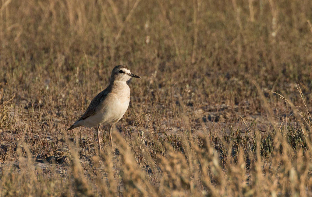 Photo of a mountain plover standing in an open field.