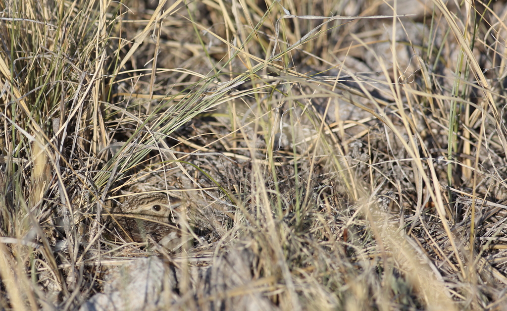Photo of a chesnut-collared longspur nesting in tall grass. The small brown bird is almost invisible in the nest.