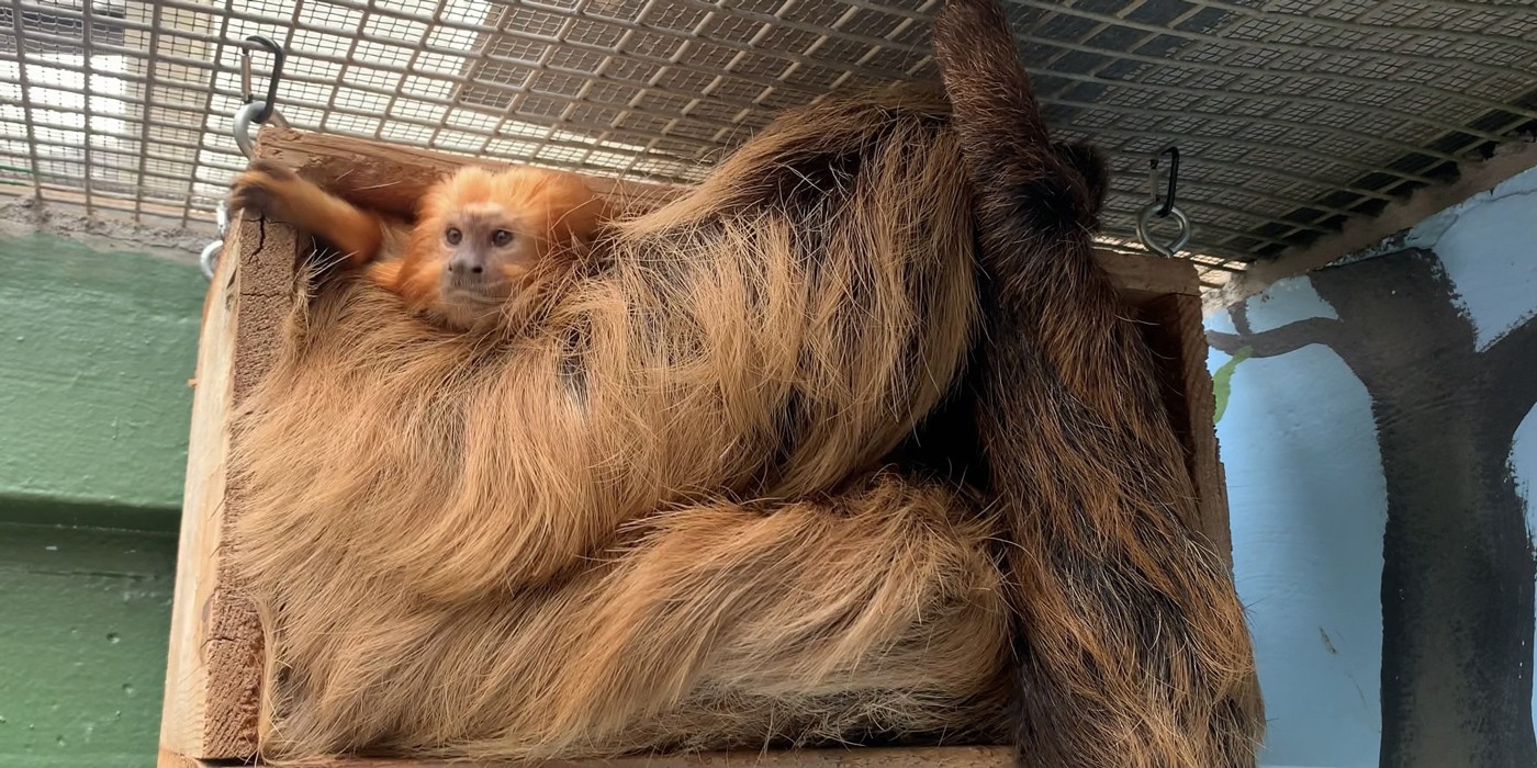 A tamarin and a sloth cuddle together in a nest box.