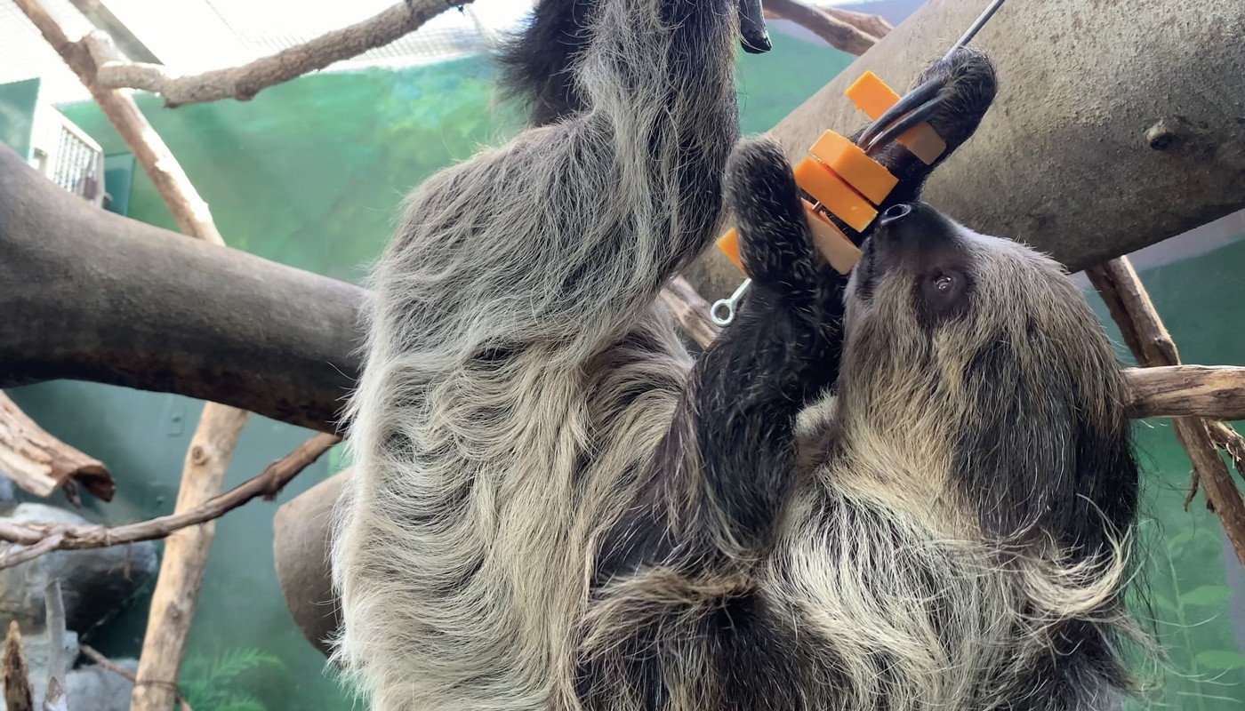 A sloth eats cut-up squash.
