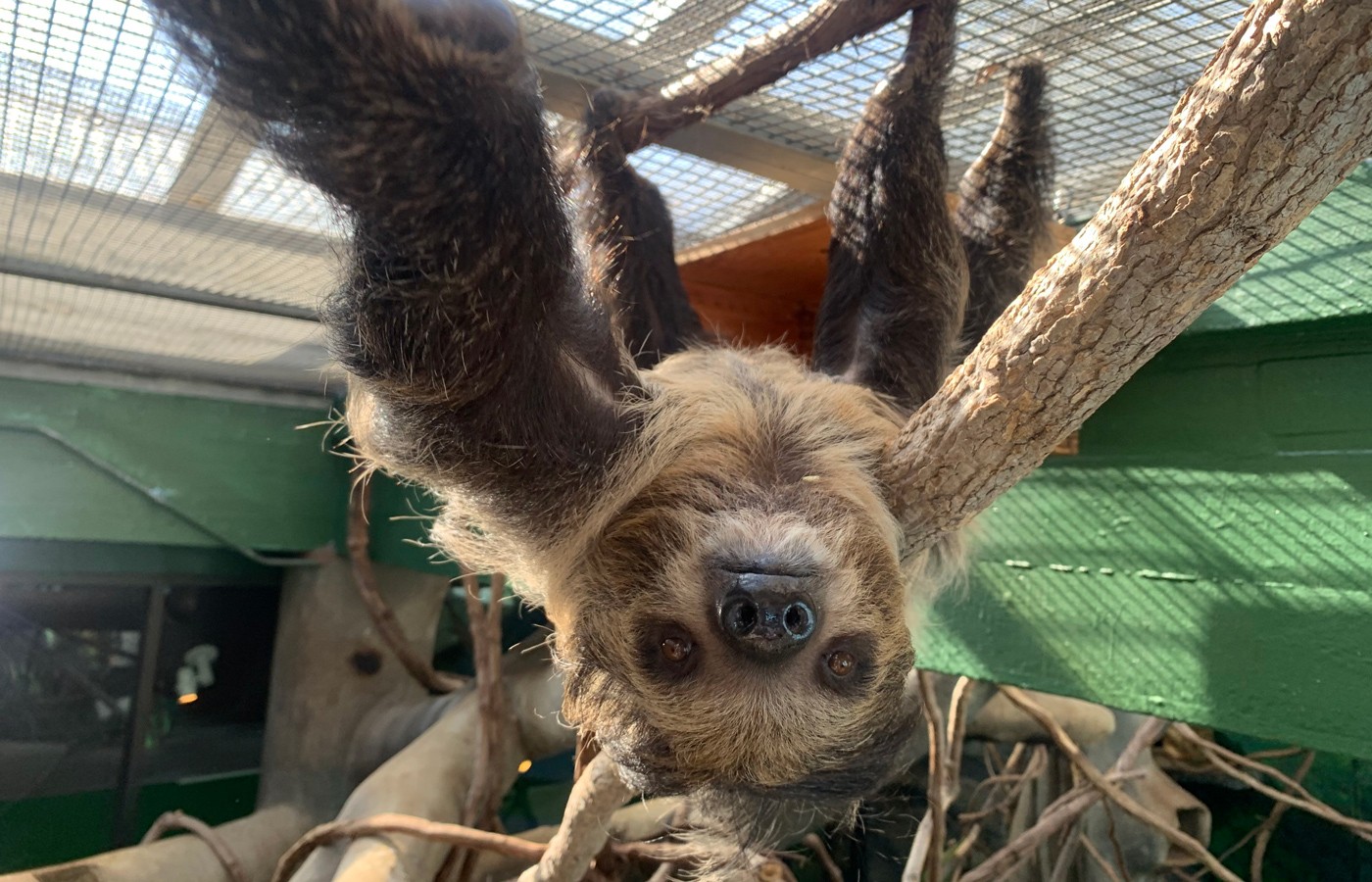 Sloth hangs upside down