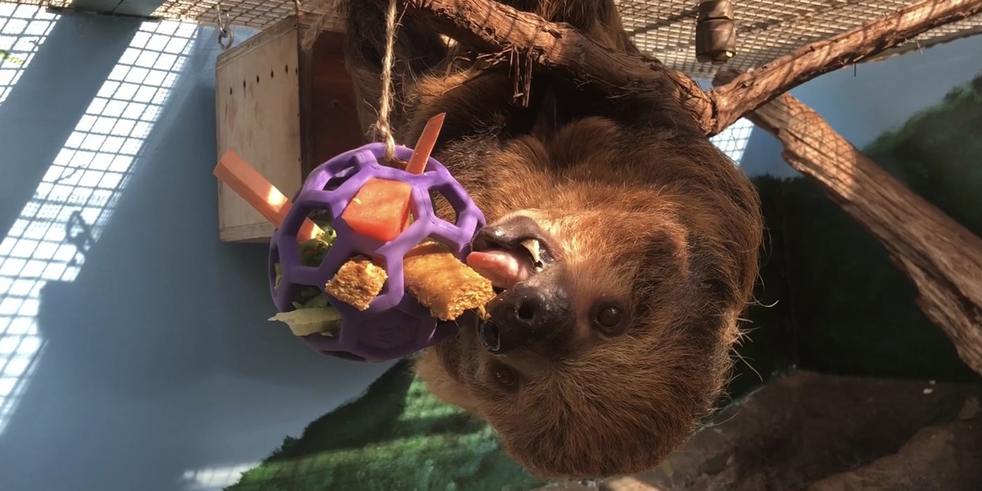 Sloth eats food hidden inside an enrichment toy