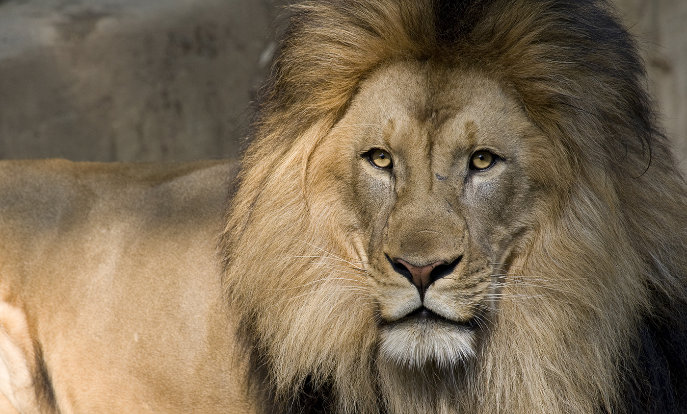 A close-up of a male African lion with a large mane