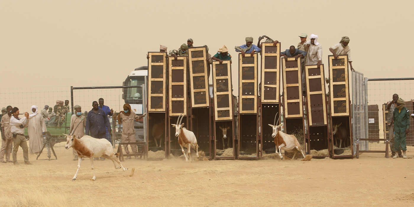 oryx released into the wild