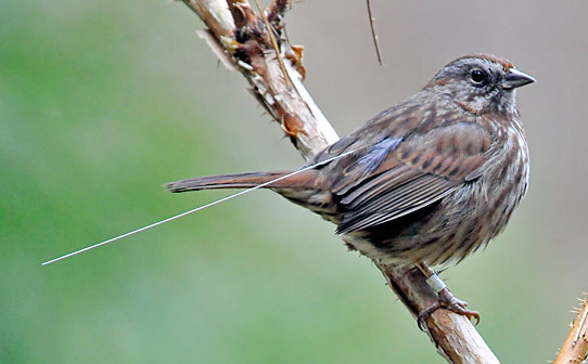 Song Sparrow © Kamiel Spoelstra small brown bird perched with wire coming from back
