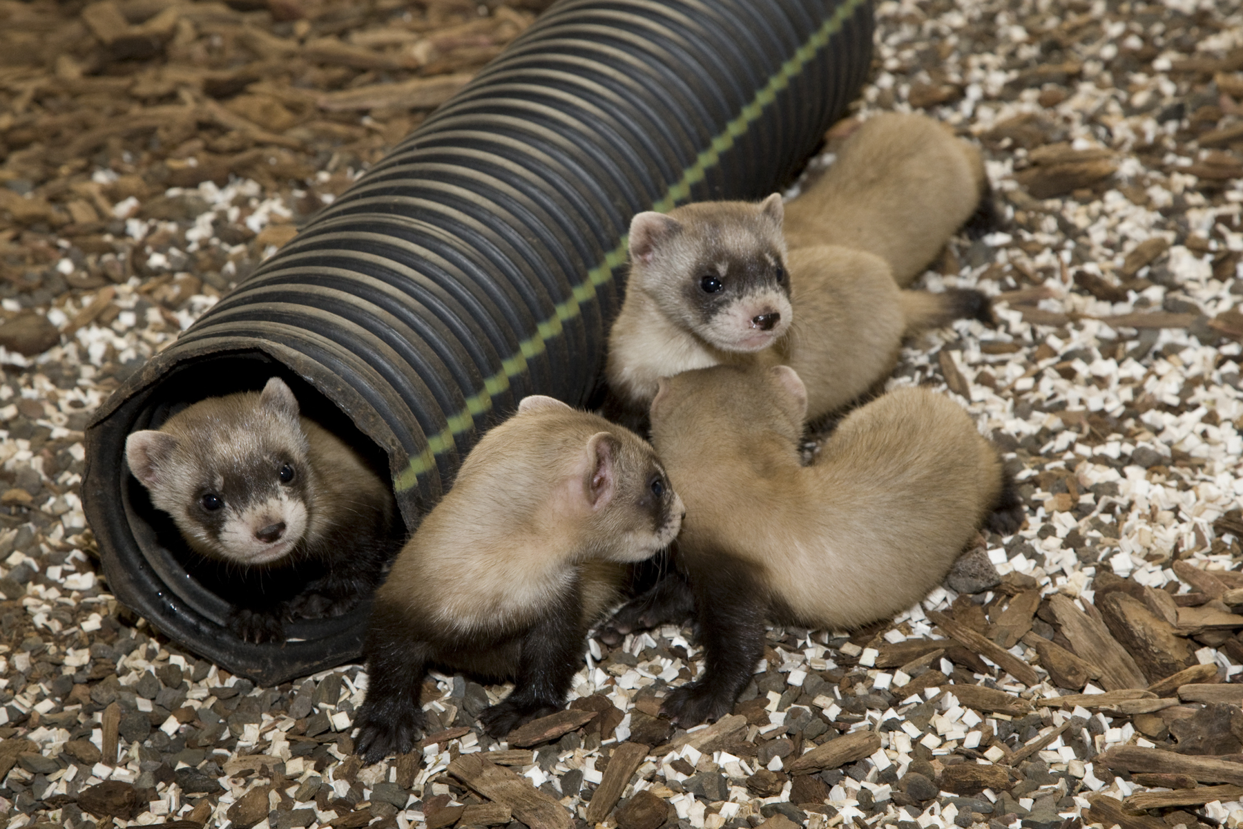 Large pens that include a den and tubing help black-footed ferrets learn to burrow. Familiarizing the animals with underground tunnels increases the chance that they will survive in the wild.