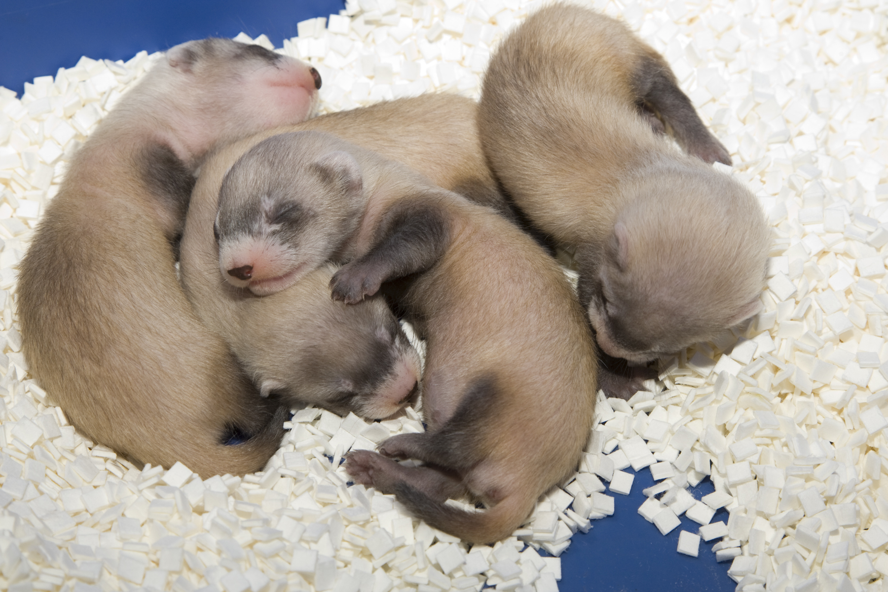 Since the black-footed ferret breeding program began in 1986, more than 10,500 ferret kits have been born in human care, including more than 1,000 of them at the Smithsonian Conservation Biology Institute. Black-footed ferret kits sleeping.