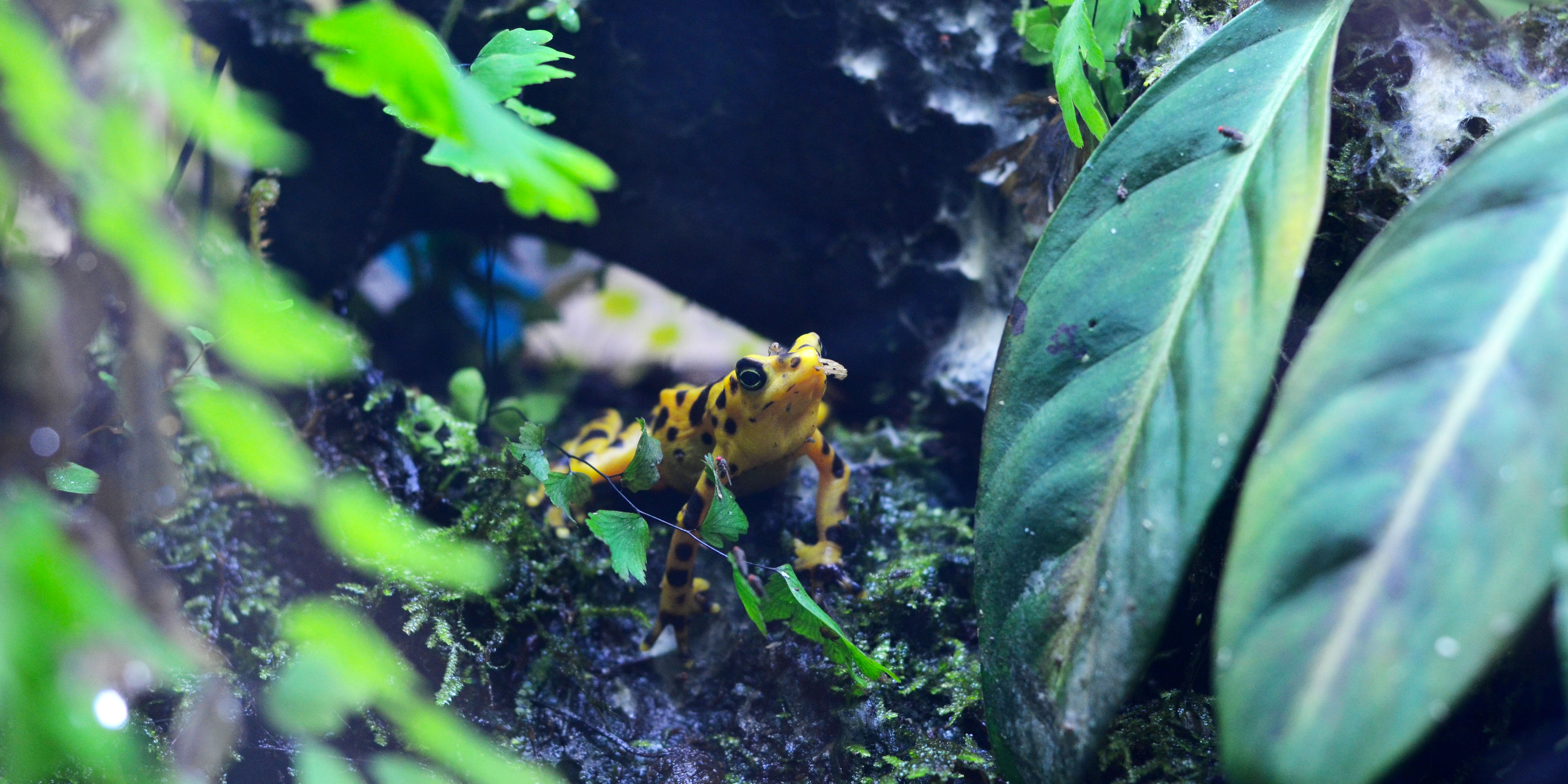 Panamanian golden frog among leaves, ferns and logs.