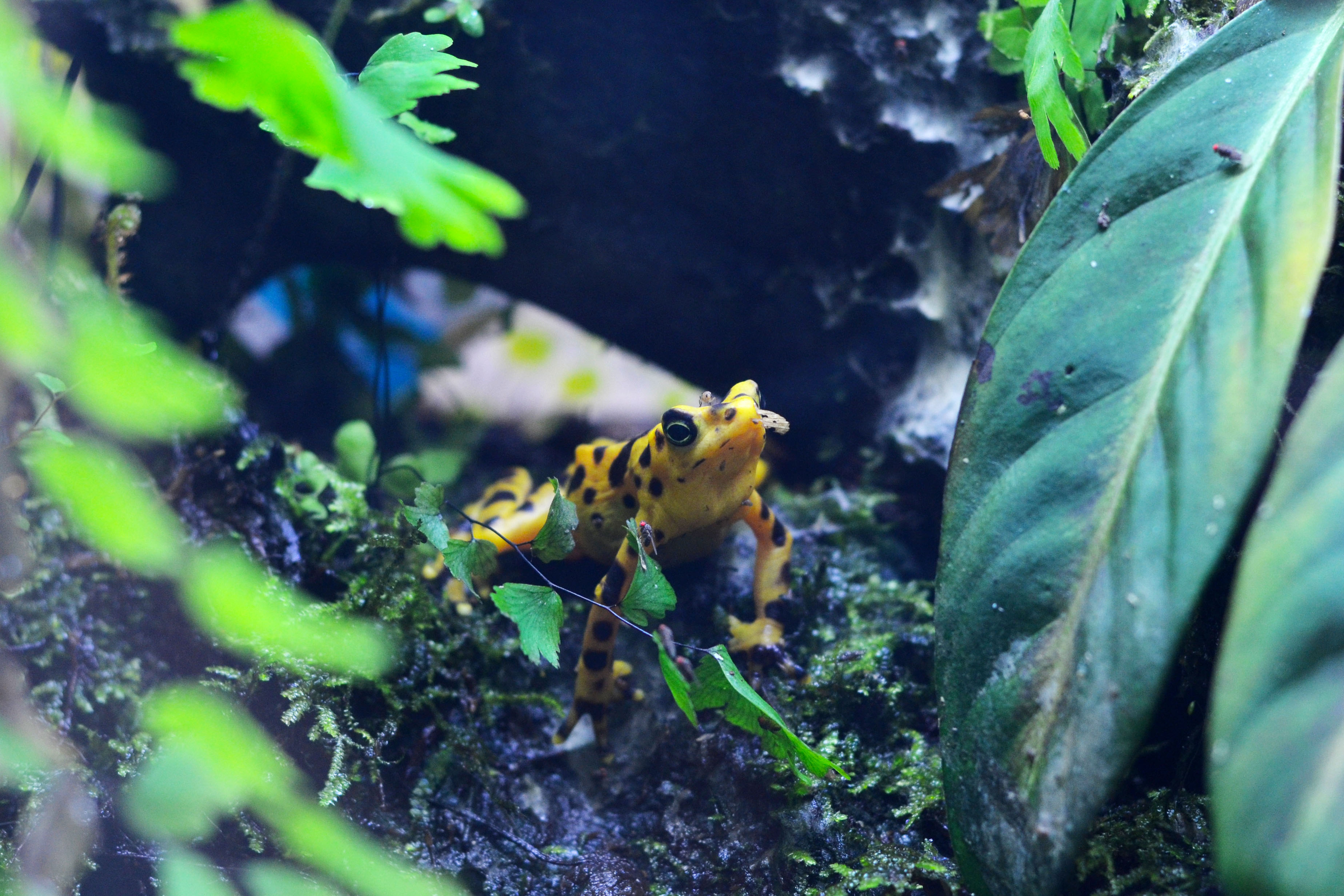 20130211_005cpm-panamanian-golden-frog.jpg Panamanian golden frog among leaves, ferns and logs.