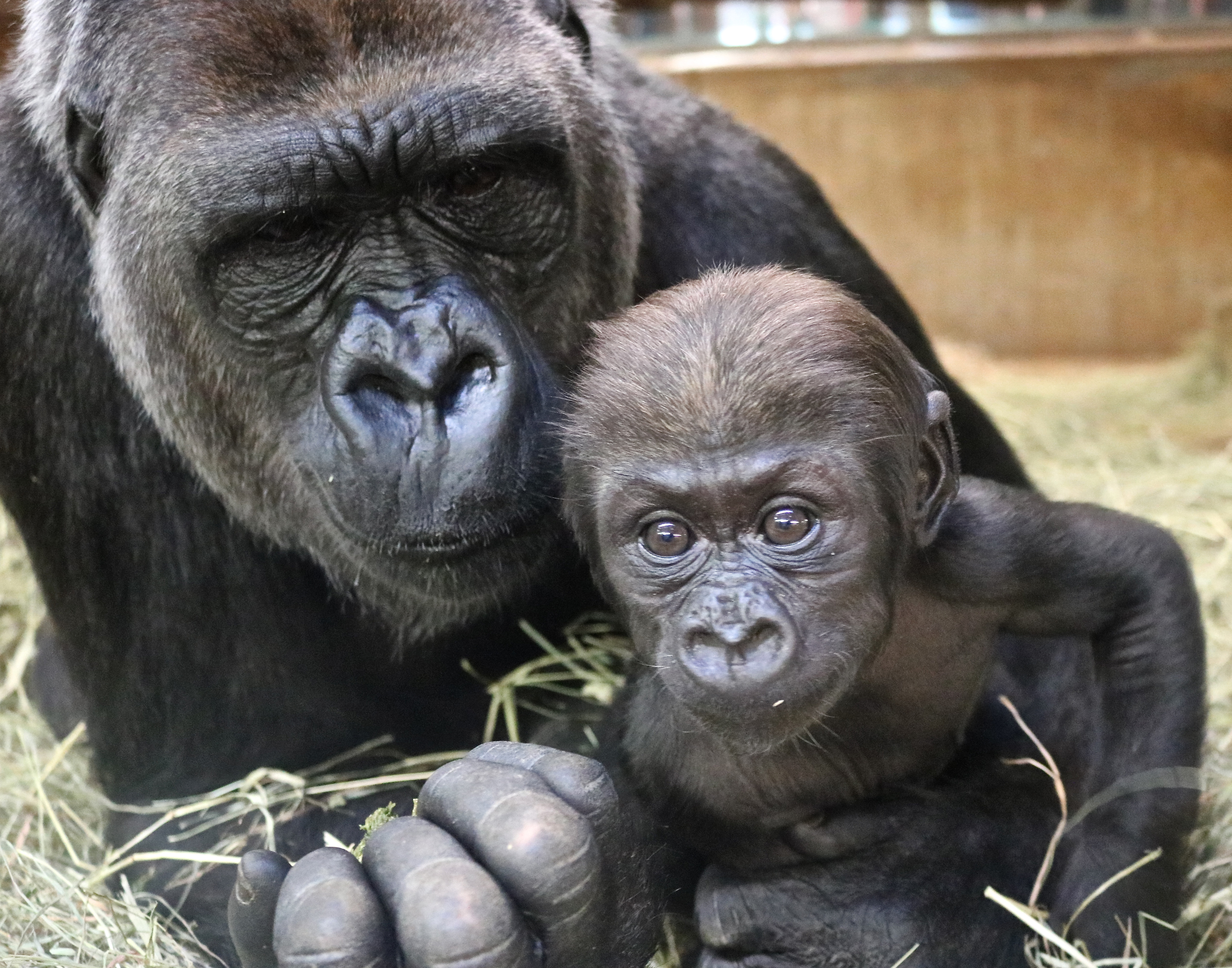 Western lowland gorilla Calaya and her 9-week-old son, Moke.