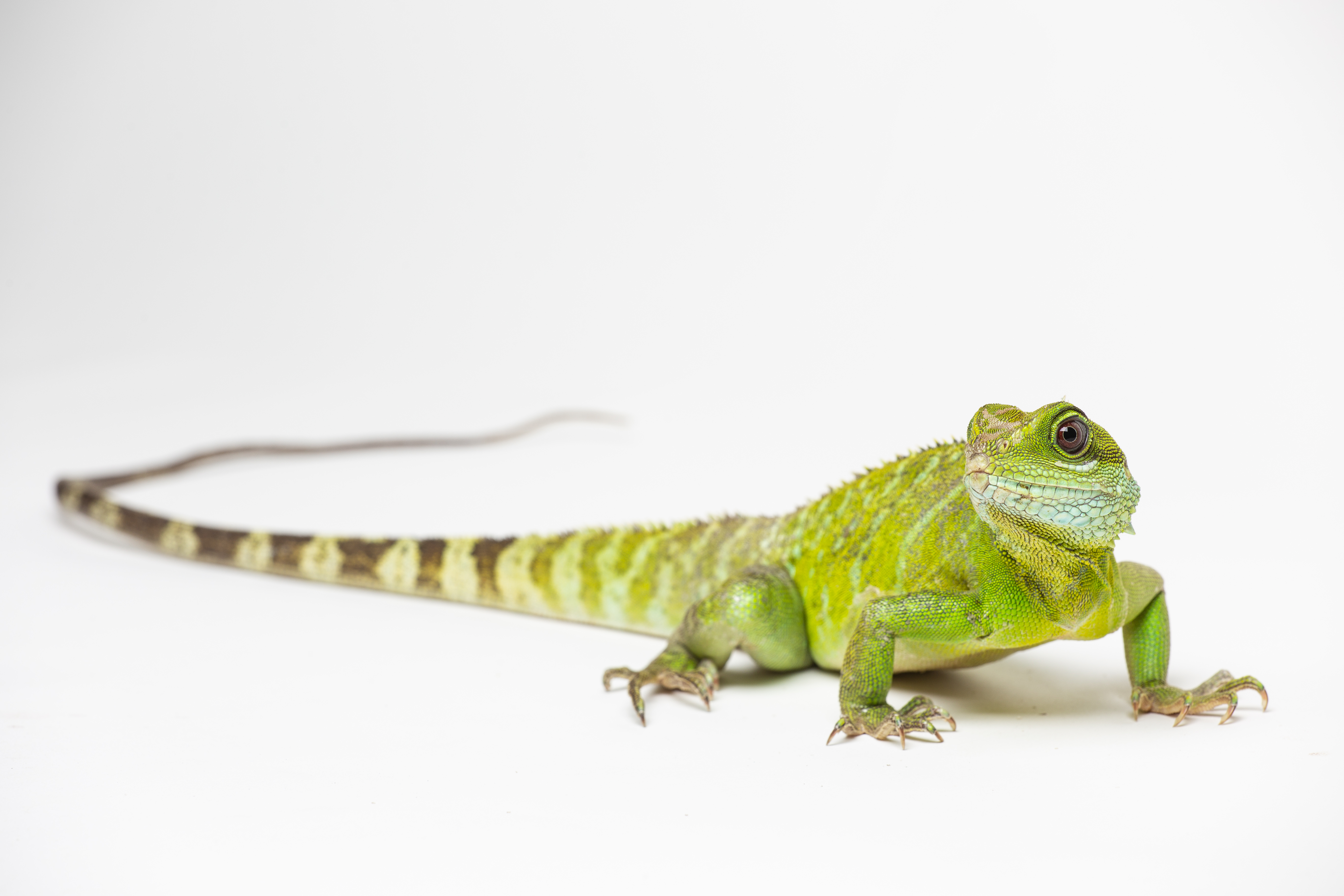 The Smithsonian’s National Zoo was the first to confirm facultative parthenogenesis in Asian water dragons, a species of lizard. Pictured is the Zoo's 2-year-old female. Photo: Skip Brown/Smithsonian's National Zoo Asian water dragon daughter.
