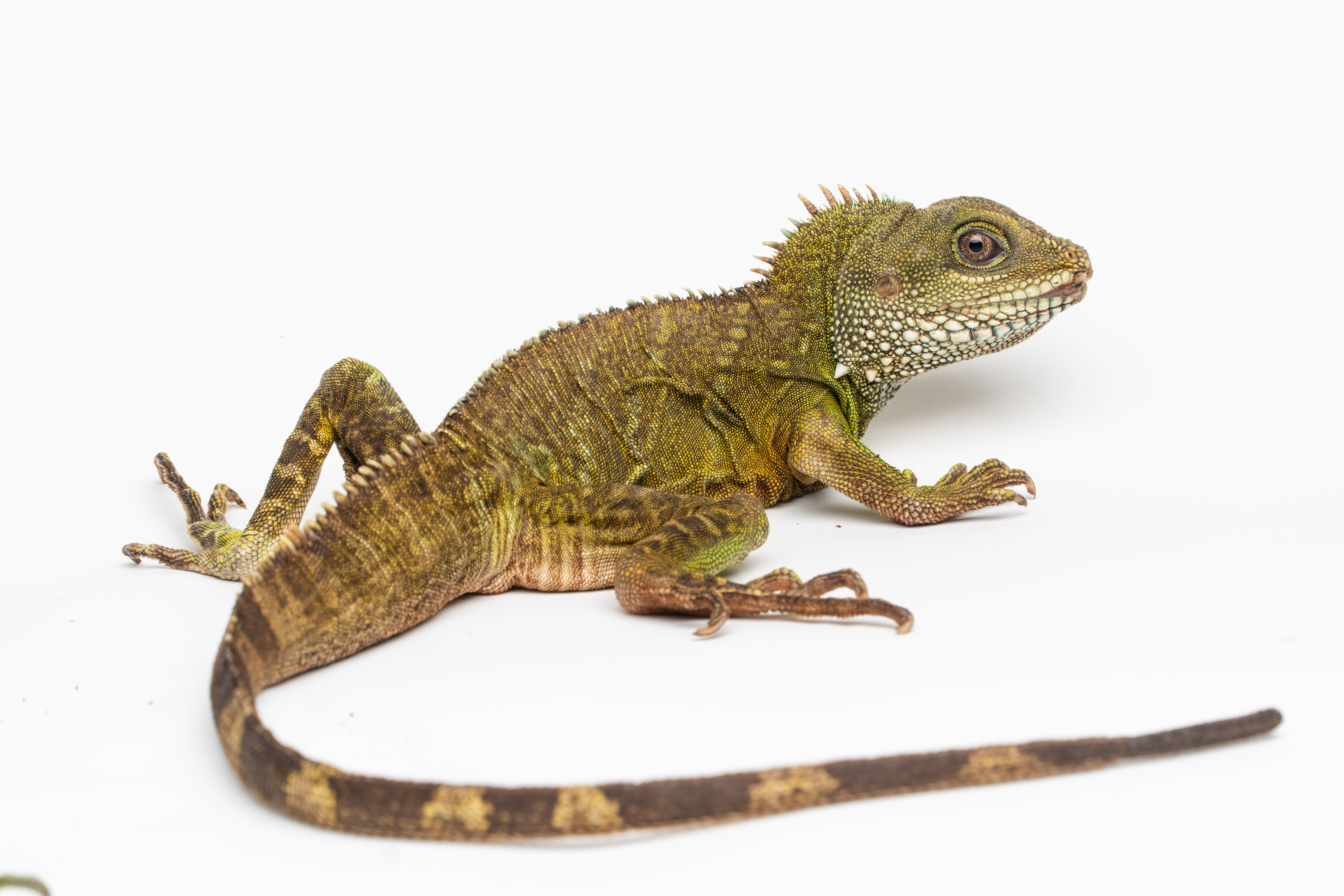 The Smithsonian’s National Zoo was the first to confirm facultative parthenogenesis in Asian water dragons, a species of lizard. Pictured is the Zoo's 12-year-old female, who reproduced via parthenogenesis. Photo: Skip Brown/Smithsonian's National Zoo Asian water dragon mother.