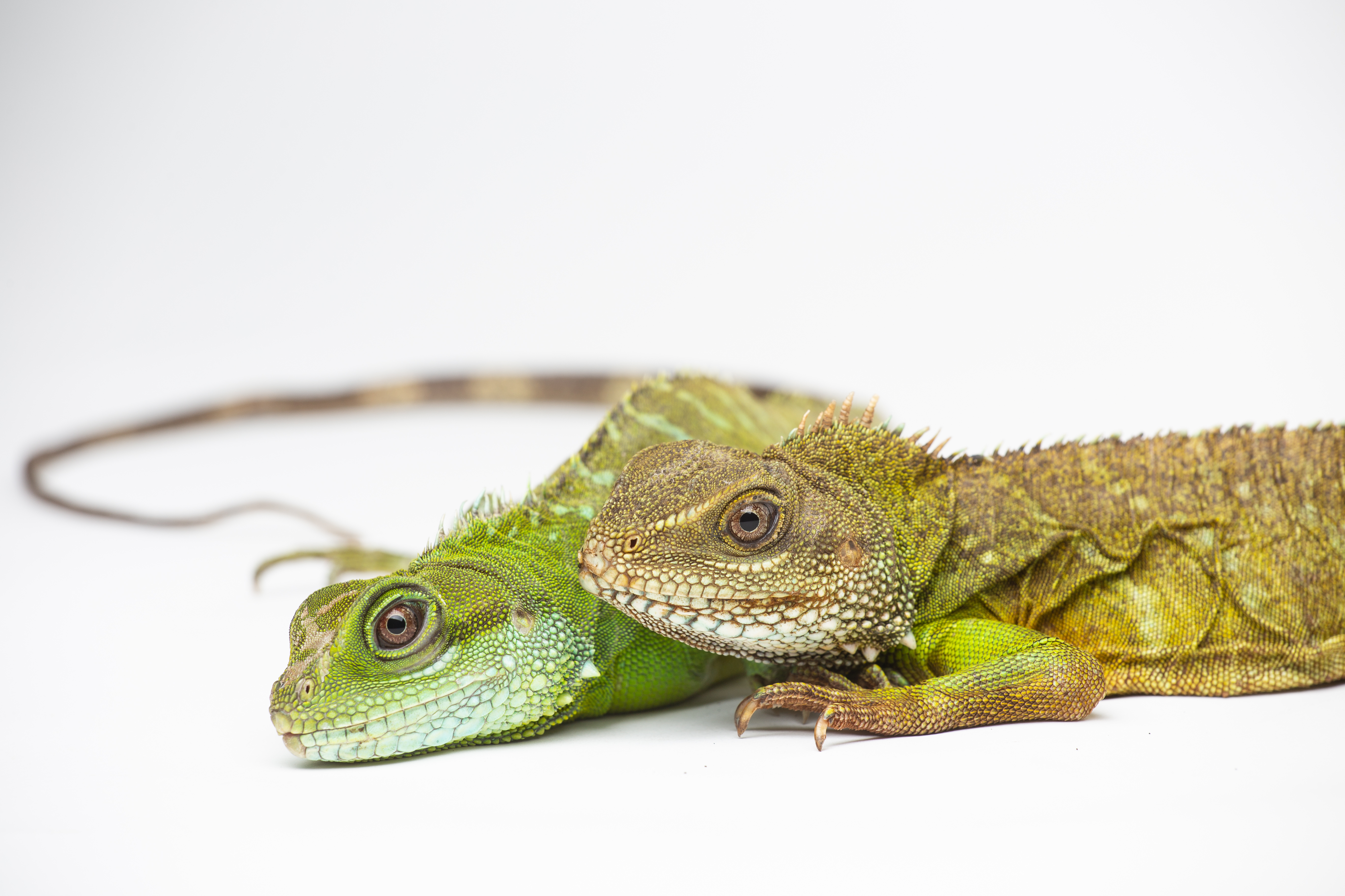 The Smithsonian’s National Zoo was the first to confirm facultative parthenogenesis in Asian water dragons, a species of lizard. A female Asian water dragon (left) hatched August 2016 and is the only surviving offspring of her 12-year-old mother (right). Photo: Skip Brown/Smithsonian's National Zoo Asian water dragon mother (top) and parthenogenic offspring (bottom).