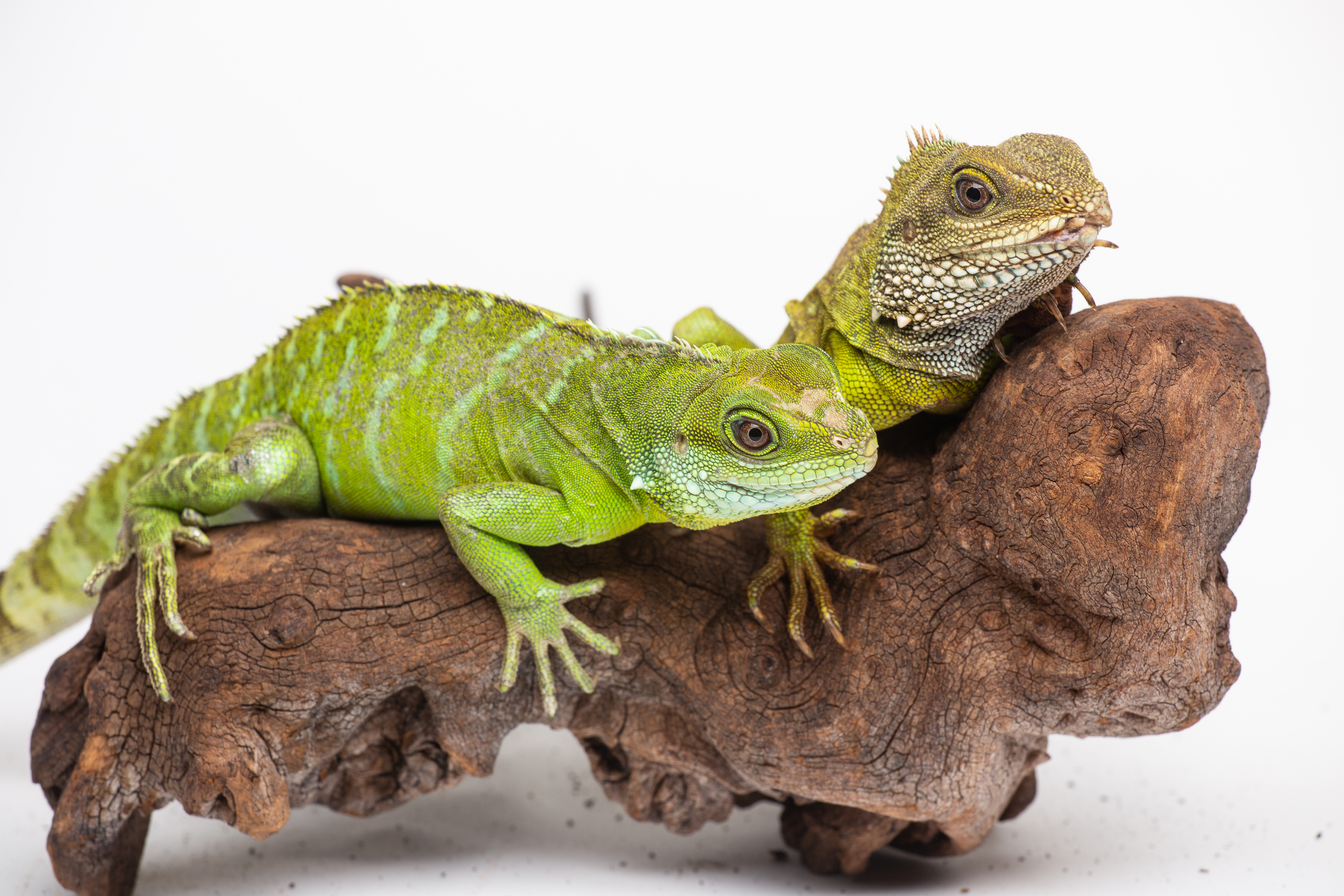 The Smithsonian’s National Zoo was the first to confirm facultative parthenogenesis in Asian water dragons, a species of lizard. A female Asian water dragon (left) hatched August 2016 and is the only surviving offspring of her 12-year-old mother (right). Photo: Skip Brown/Smithsonian's National Zoo Asian water dragon mother (top) and parthenogenic offspring (bottom).
