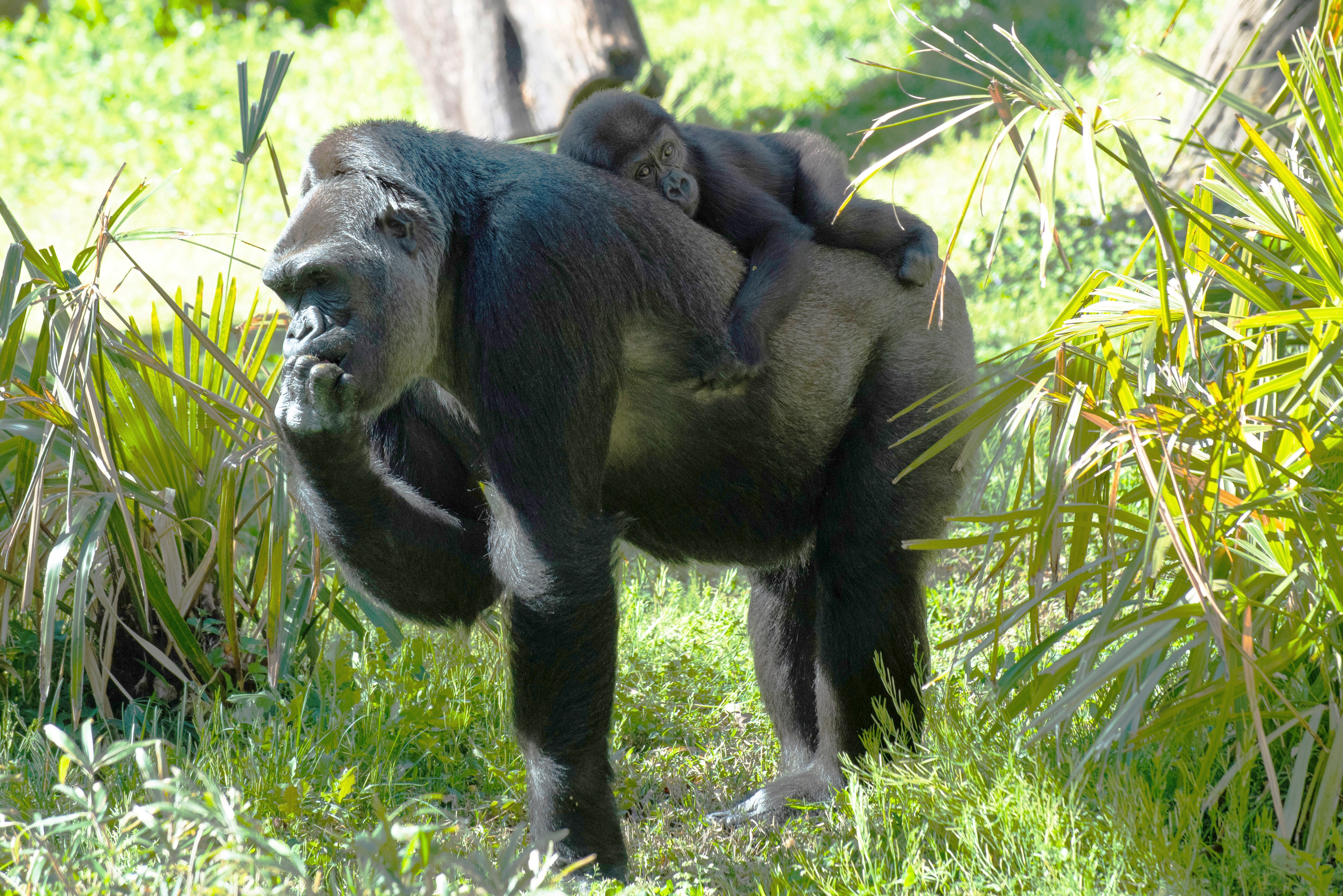 Western lowland gorilla Moke was born to mom, Calaya, in April 2018. Gorillas Calaya and Moke at the Great Ape House outdoor yard.