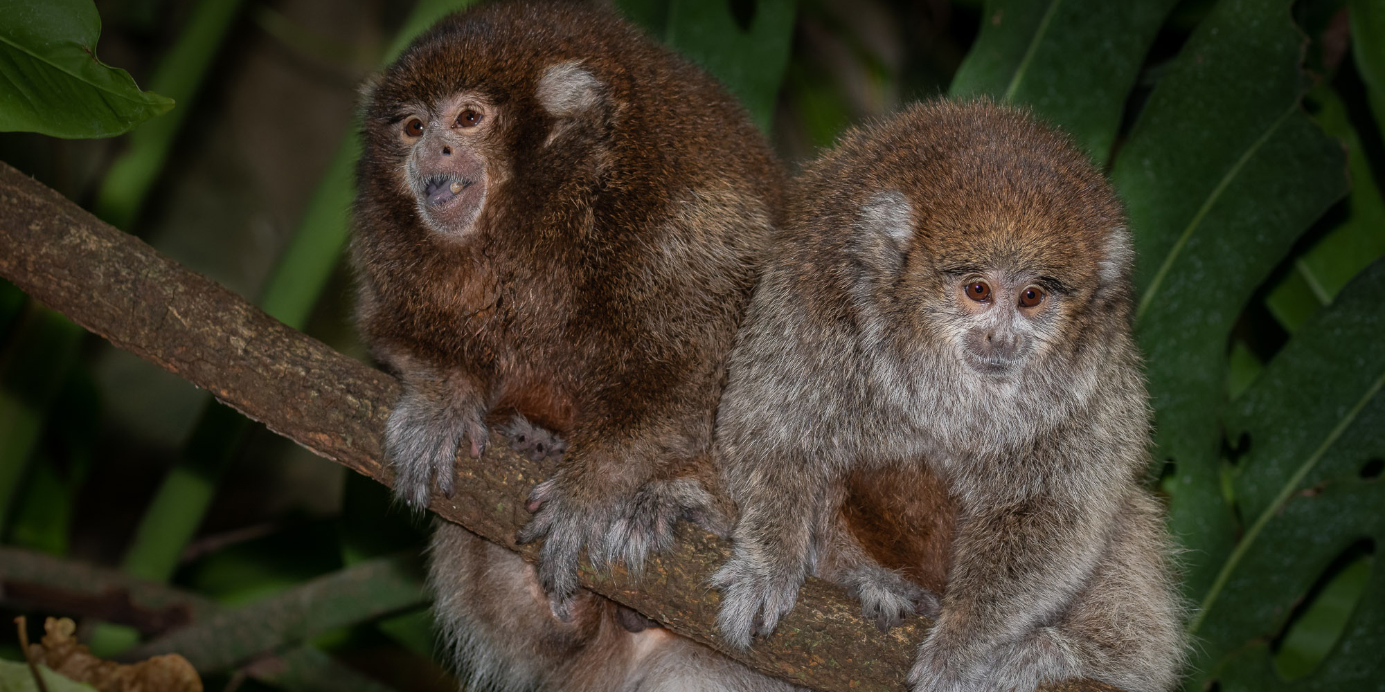 Titi monkeys Henderson (left) and Kingston (right) sit on a branch in the Amazonia rainforest habitat.