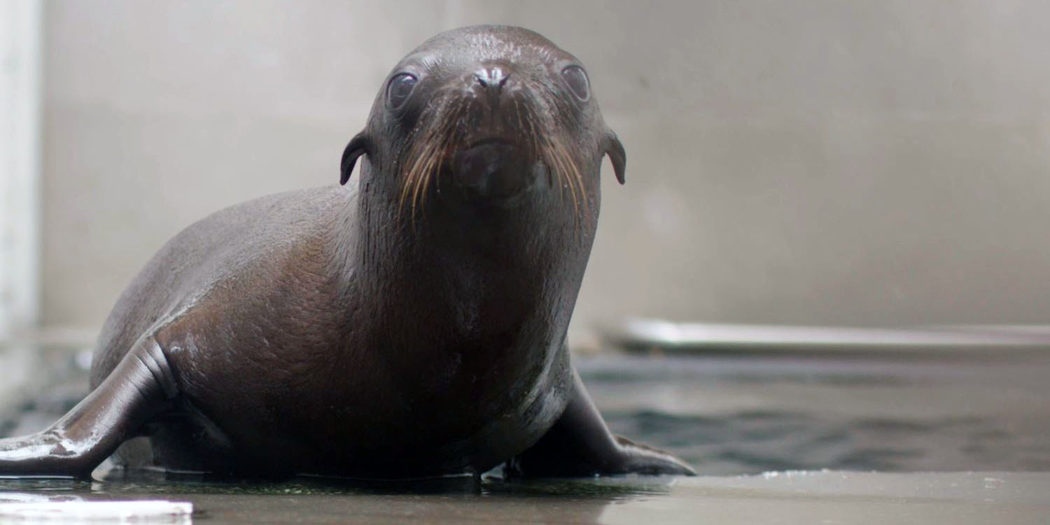 A sea lion pup behind-the-scenes at American Trail.