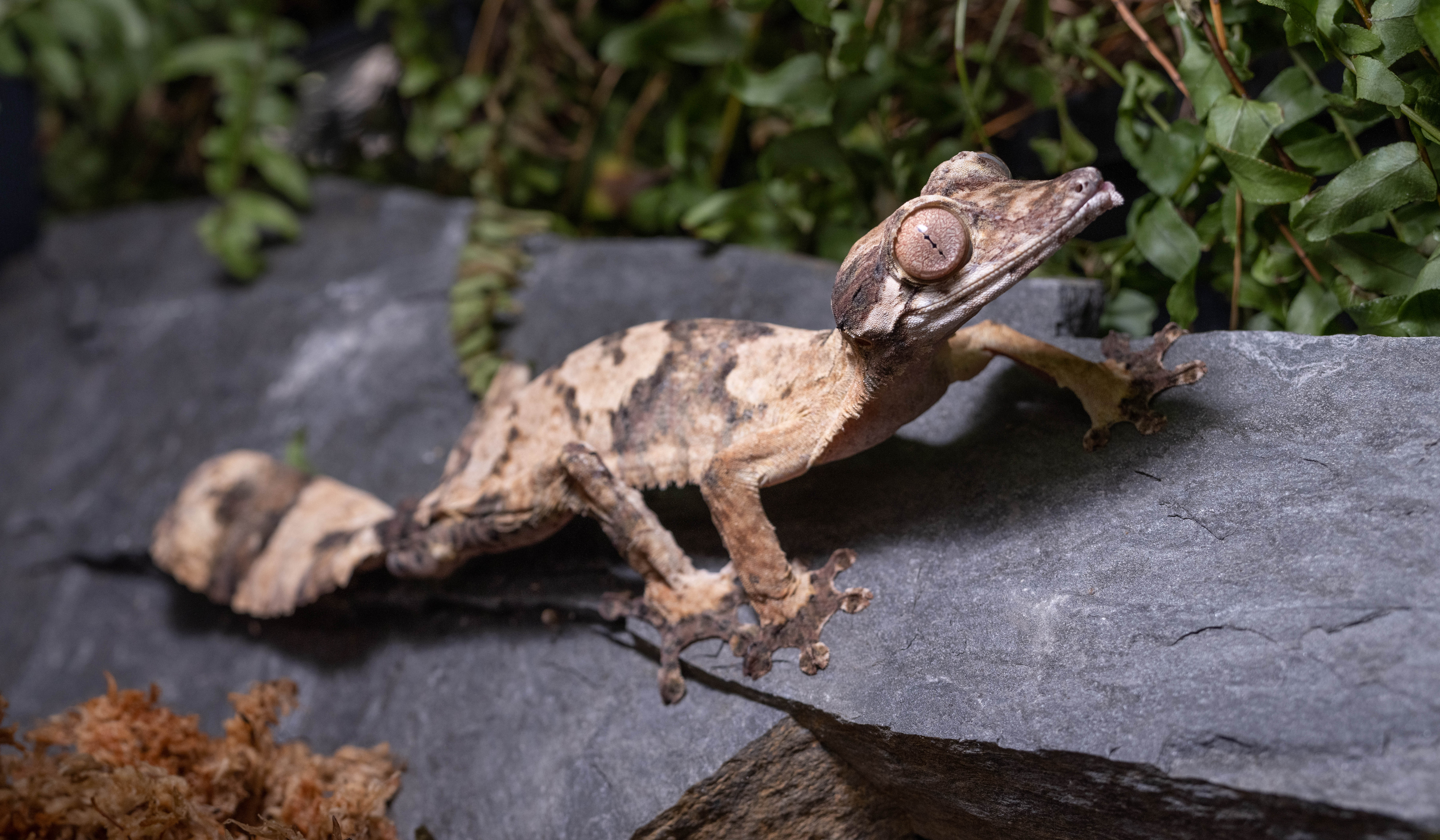 Adult Henkel's leaf-tailed gecko resting on a rock.