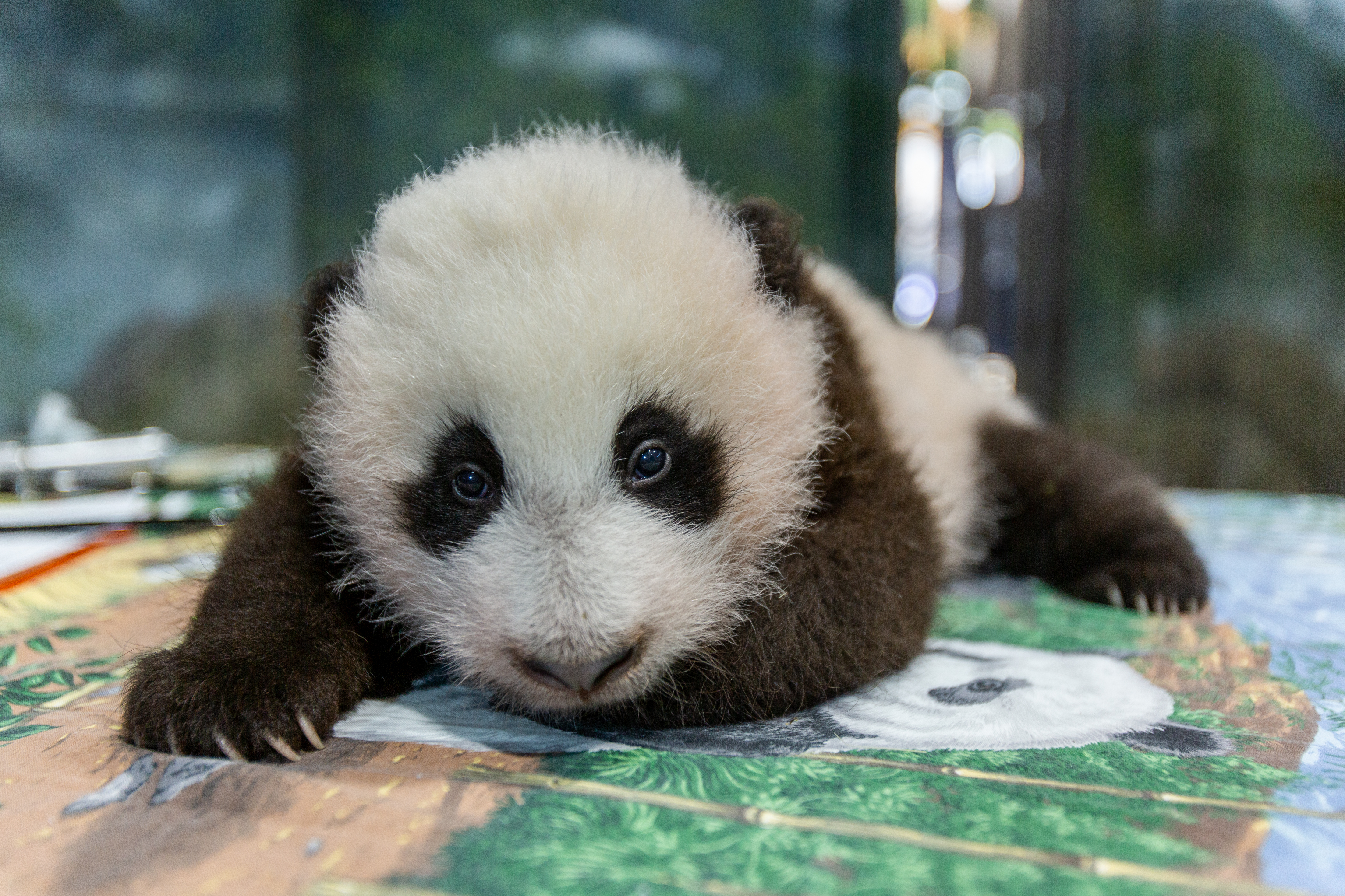Nov. 9, 2020: As he approaches turning three months old Nov. 21, his upper incisors are starting to erupt at the gumline. A young giant panda cub with black-and-white fur lays on a table during a routine exam.