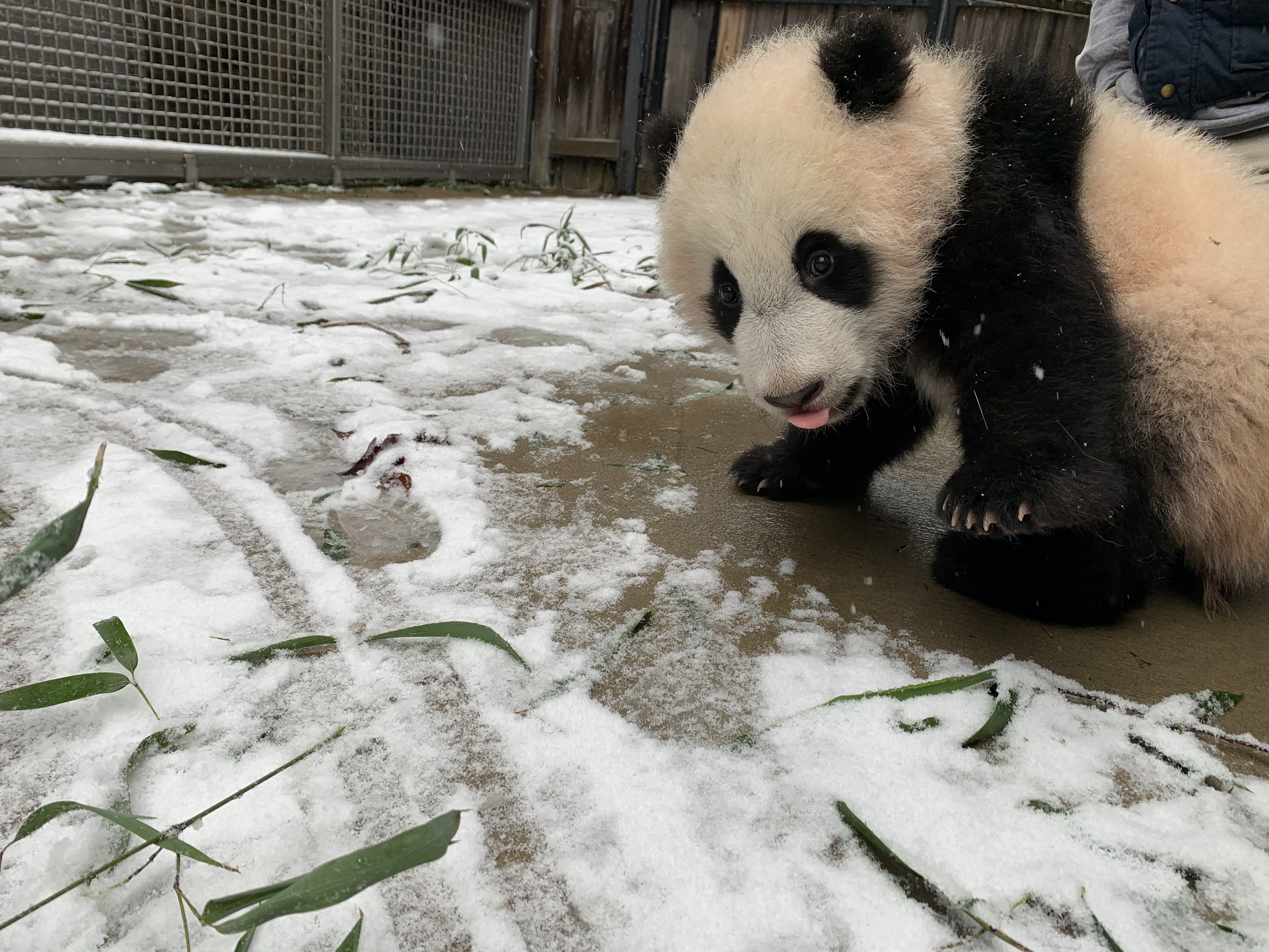 Jan. 31, 2021: Giant panda cub Xiao Qi Ji had his first encounter with snow! Keepers say although he seemed nervous at first, eventually he worked up the courage to take a little nip at the fresh powder. A giant panda cub stands in an area covered in a light dusting of snow and some scattered bamboo leaves.