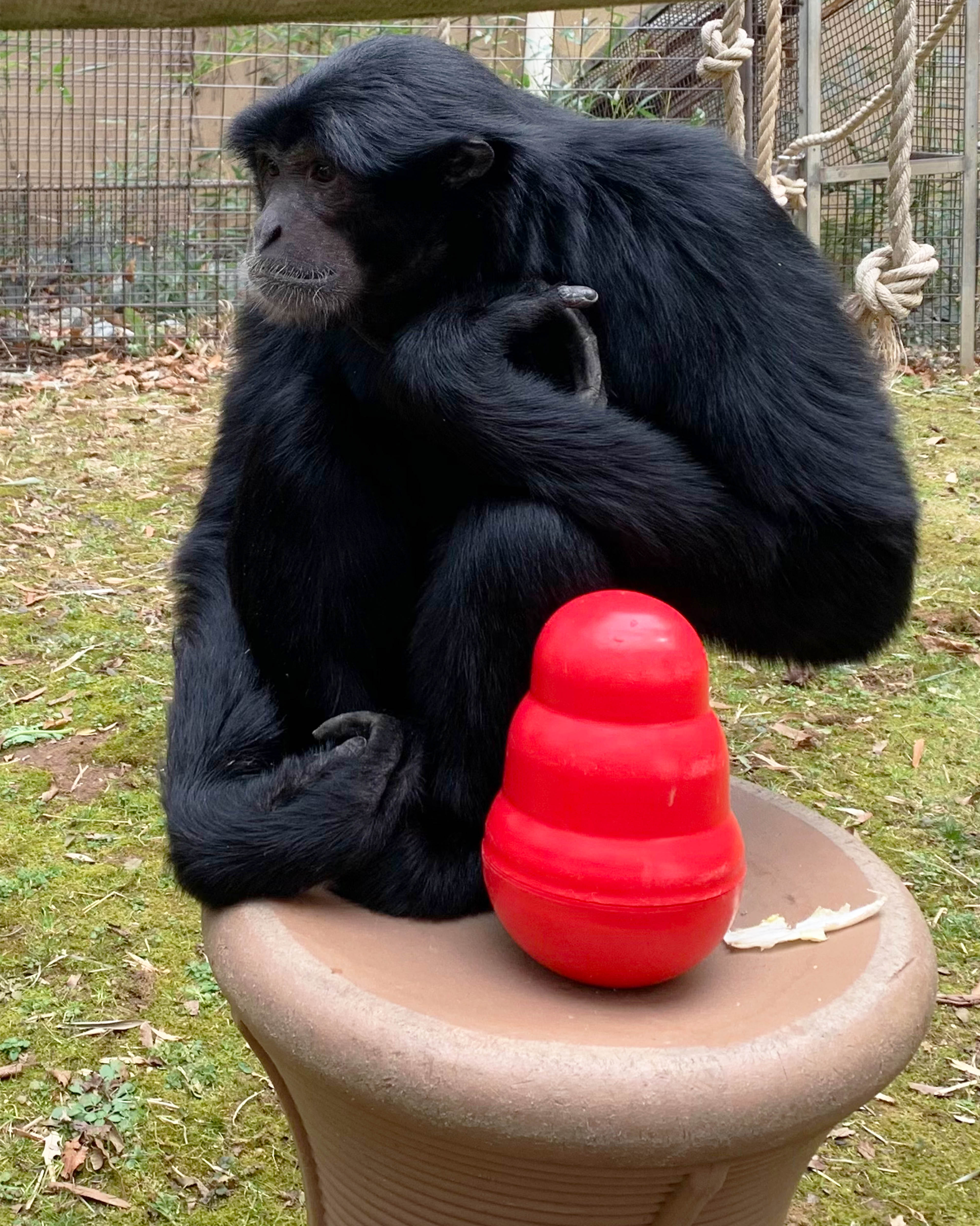 Siamang Guntur is a super sweet guy—laid-back, easygoing and carefree. Portrait of siamang Guntur, sitting outside on a brown spool with a red kong toy.